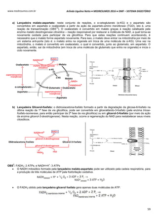 Arlindo Ugulino Netto ● MEDRESUMOS 2016 ● OMF – SISTEMA DIGESTÓRIO
59
www.medresumos.com.br
a) Lançadeira malato-aspartato: neste conjunto de reações, o α-cetoglutarato (α-KG) e o aspartato são
convertidos em aspartato e oxalacetato a partir da ação da aspartato-amino transferase (TGO), isto é, uma
reação de transaminação (OBS
14
). O oxalacetato é convertido em malato graças à reação catalisada pela
enzima malato desidrogenase citosólica – reação responsável por restaurar a molécula de NAD, a qual torna-se
novamente oxidada para participar da via glicolítica. Para que estas reações continuem acontecendo, é
necessário que o malato forme aspartato novamente. Para isso, o malato deve entrar na mitocôndria por meio de
um sistema anti-porte (isto é: o malato entra na organela em troca de uma molécula de α-KG). Uma vez na
mitocôndria, o malato é convertido em oxalacetato, o qual é convertido, junto ao glutamato, em aspartato. O
aspartato, então, sai da mitocôndria (em troca de uma molécula de glutamato que entra na organela) e inicia o
ciclo novamente.
b) Lançadeira Glicerol-fosfato: o diidroxiacetona-fosfato formado a partir da degradação da glicose-6-fosfato na
última reação da 1ª fase da via glicolítica, pode ser convertida em gliceraldeído-3-fosfato (pela enzima triose-
fosfato-isomerase, para então participar da 2ª fase da via glicolítica) ou em glicerol-3-fosfato (por meio da ação
da enzima glicerol-3-desidrogenase). Nesta reação, ocorre a regeneração do NAD para restabelecer seus níveis
citosólicos.
OBS
7
: FADH2: 2 ATPs; e NADH+H
+
: 3 ATPs
 O NADH mitosólico formado pela lançadeira malato-aspartato pode ser utilizado pela cadeia respiratória, para
a produção de três moléculas de ATP pela fosforilação oxidativa.
 O FADH2 obtido pela lançadeira glicerol fosfato gera apenas duas moléculas de ATP:
 