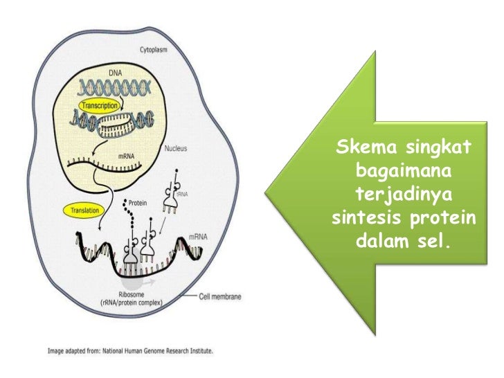 Medtek Sintesis Protein