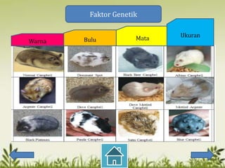 Faktor Genetik


                      Mata   Ukuran
Warna   Bulu
 