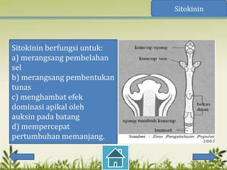 Sitokinin




Sitokinin berfungsi untuk:
a) merangsang pembelahan
sel
b) merangsang pembentukan
tunas
c) menghambat efek
dominasi apikal oleh
auksin pada batang
d) mempercepat
pertumbuhan memanjang.
 
