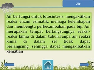 Air



Air berfungsi untuk fotosintesis, mengaktifkan
reaksi enzim ezimatik, menjaga kelembapan
dan membengtu perkecambahan pada biji. Air
merupakan tempat berlangsungnya reaksi-
reaksi kimia di dalam tubuh.Tanpa air, reaksi
kimia    di    dalam     sel    tidak   dapat
berlangsung, sehingga dapat mengakibatkan
kematian
 