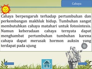 Cahaya



Cahaya berpengaruh terhadap pertumbuhan dan
perkembangan makhluk hidup. Tumbuhan sangat
membutuhkan cahaya matahari untuk fotosintesis.
Namun keberadaan cahaya ternyata dapat
menghambat pertumbuhan tumbuhan karena
cahaya dapat merusak hormon auksin yang
terdapat pada ujung
 
