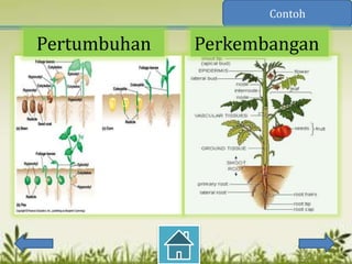 Contoh

Pertumbuhan   Perkembangan
 