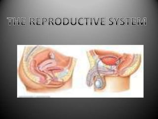 THE REPRODUCTIVE SYSTEM 