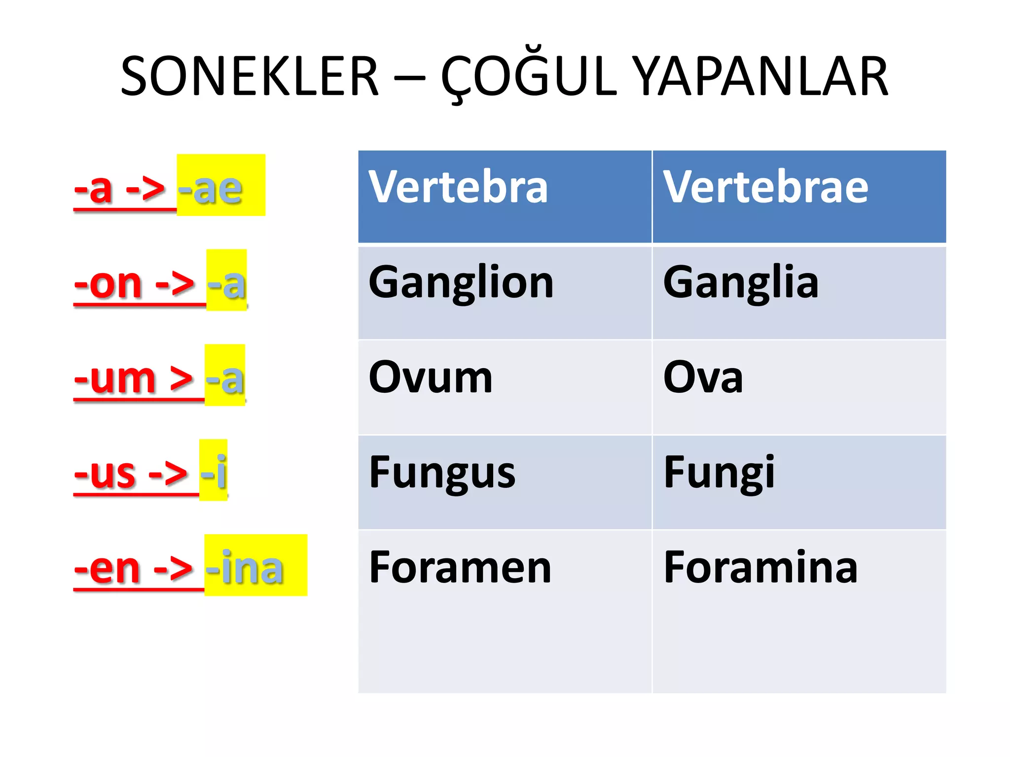 SONEKLER – ÇOĞUL YAPANLAR
-a -> -ae Vertebra Vertebrae
-on -> -a Ganglion Ganglia
-um > -a Ovum Ova
-us -> -i Fungus Fungi
-en -> -ina Foramen Foramina
 