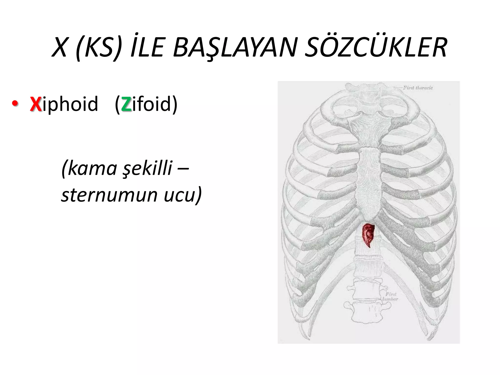 X (KS) İLE BAŞLAYAN SÖZCÜKLER
• Xiphoid (Zifoid)
(kama şekilli –
sternumun ucu)
 