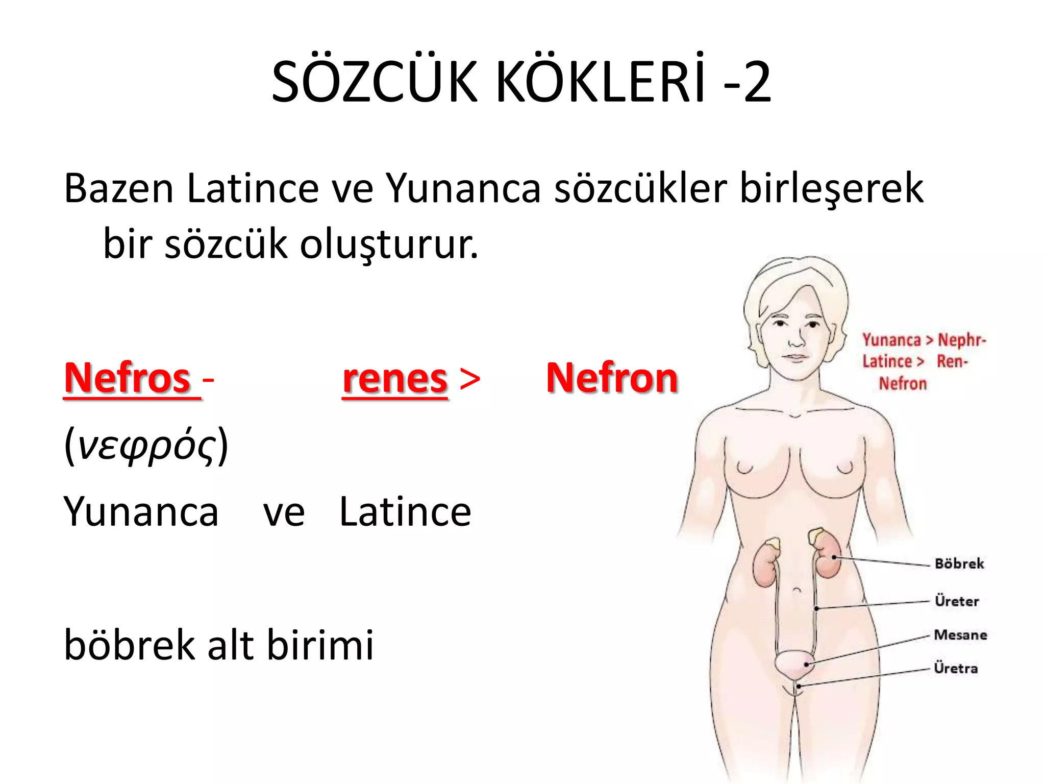 SÖZCÜK KÖKLERİ -2
Bazen Latince ve Yunanca sözcükler birleşerek
bir sözcük oluşturur.
Nefros - renes > Nefron
(νεφρός)
Yunanca ve Latince
böbrek alt birimi
 