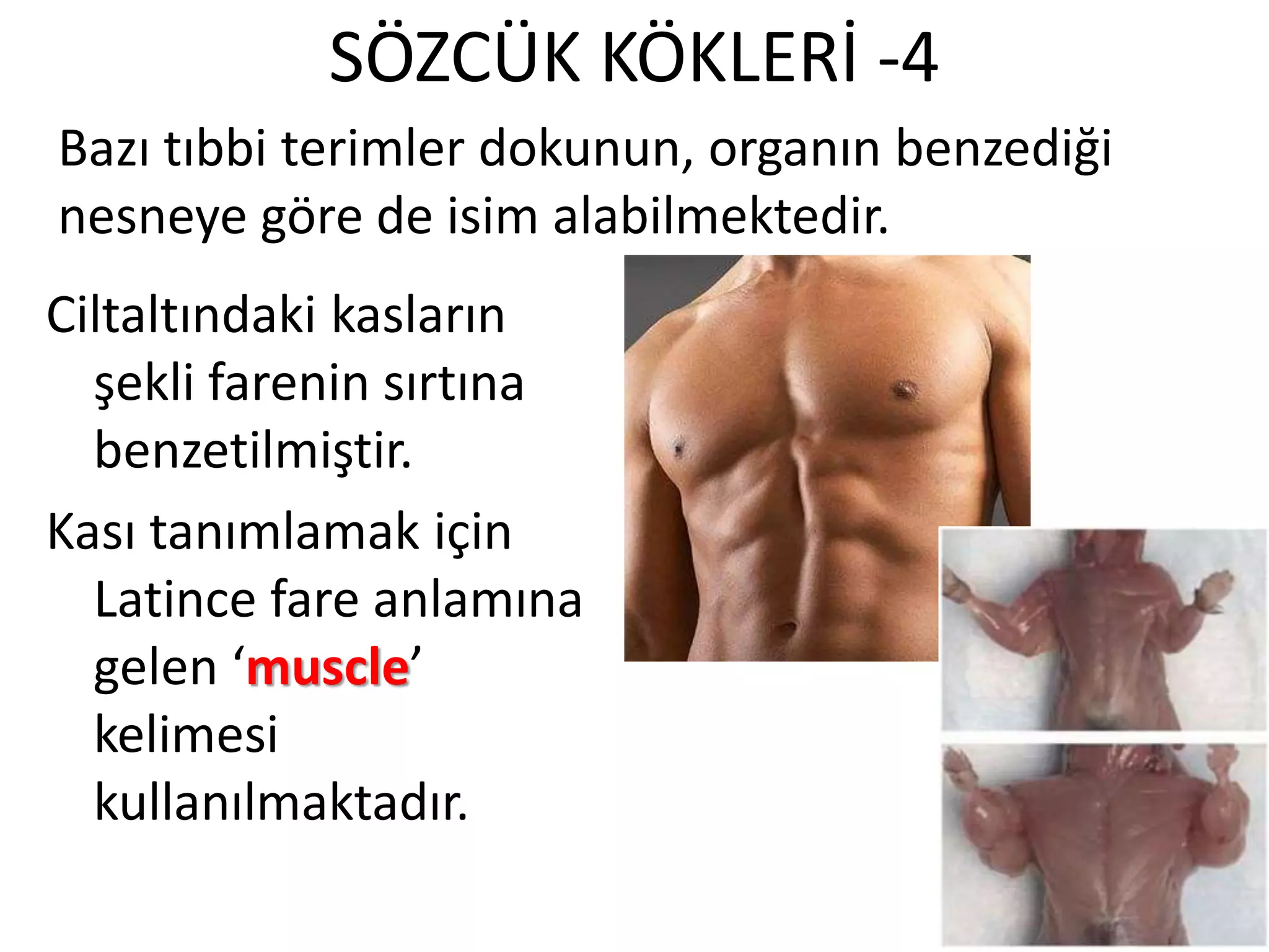 SÖZCÜK KÖKLERİ -4
Ciltaltındaki kasların
şekli farenin sırtına
benzetilmiştir.
Kası tanımlamak için
Latince fare anlamına
gelen ‘muscle’
kelimesi
kullanılmaktadır.
Bazı tıbbi terimler dokunun, organın benzediği
nesneye göre de isim alabilmektedir.
 