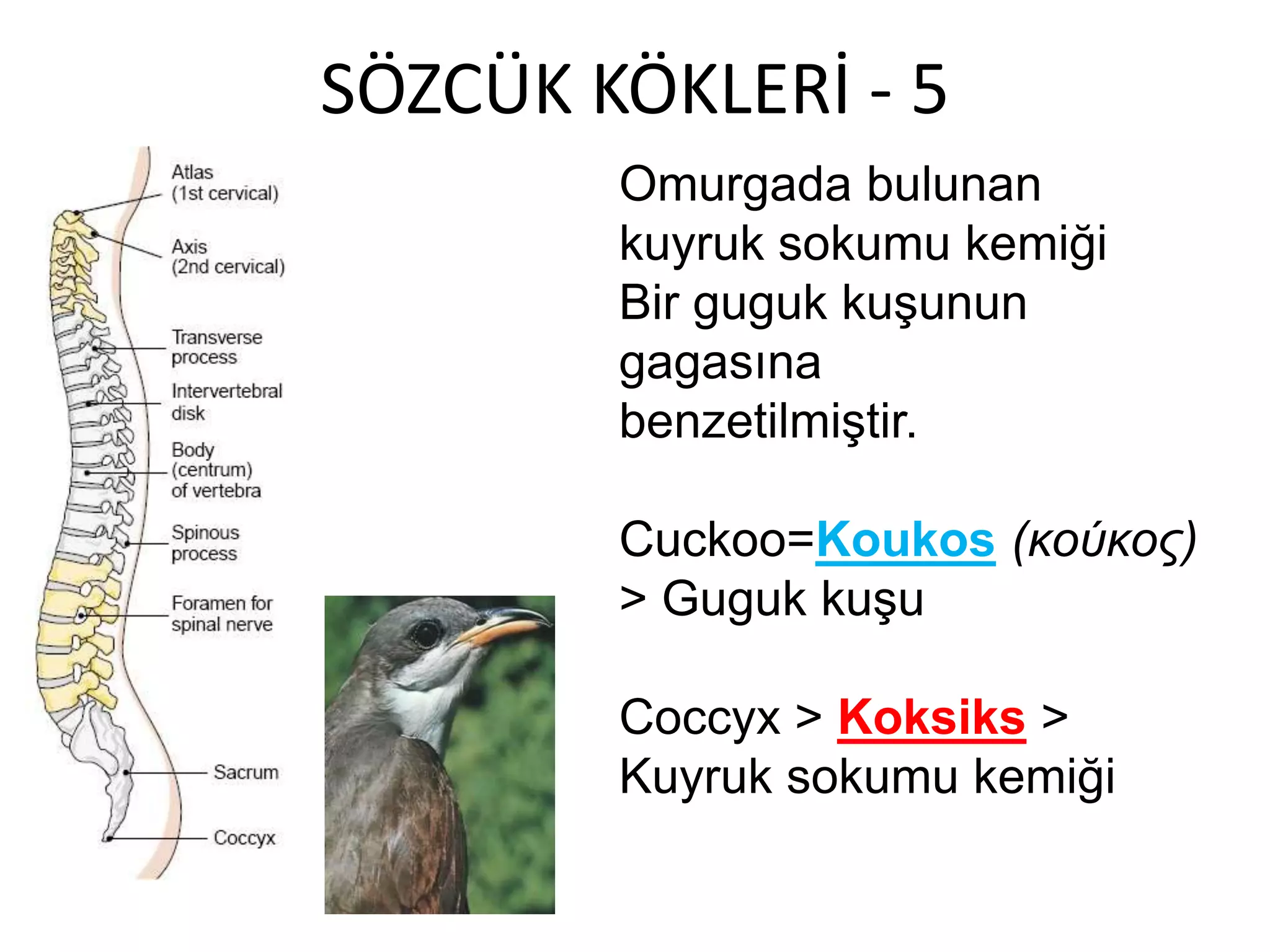 SÖZCÜK KÖKLERİ - 5
Omurgada bulunan
kuyruk sokumu kemiği
Bir guguk kuşunun
gagasına
benzetilmiştir.
Cuckoo=Koukos (κούκος)
> Guguk kuşu
Coccyx > Koksiks >
Kuyruk sokumu kemiği
 