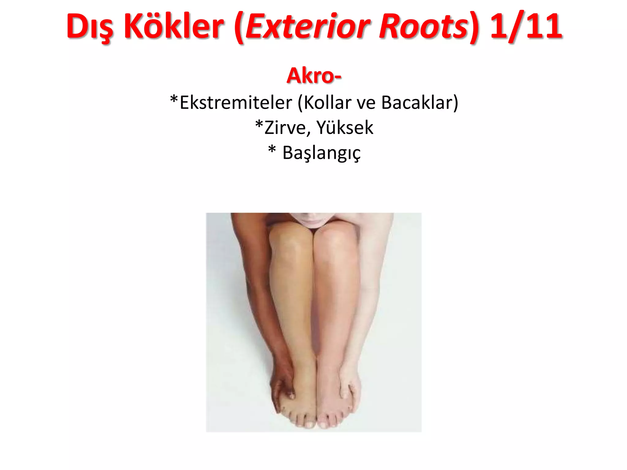 Dış Kökler (Exterior Roots) 1/11
Akro-
*Ekstremiteler (Kollar ve Bacaklar)
*Zirve, Yüksek
* Başlangıç
 