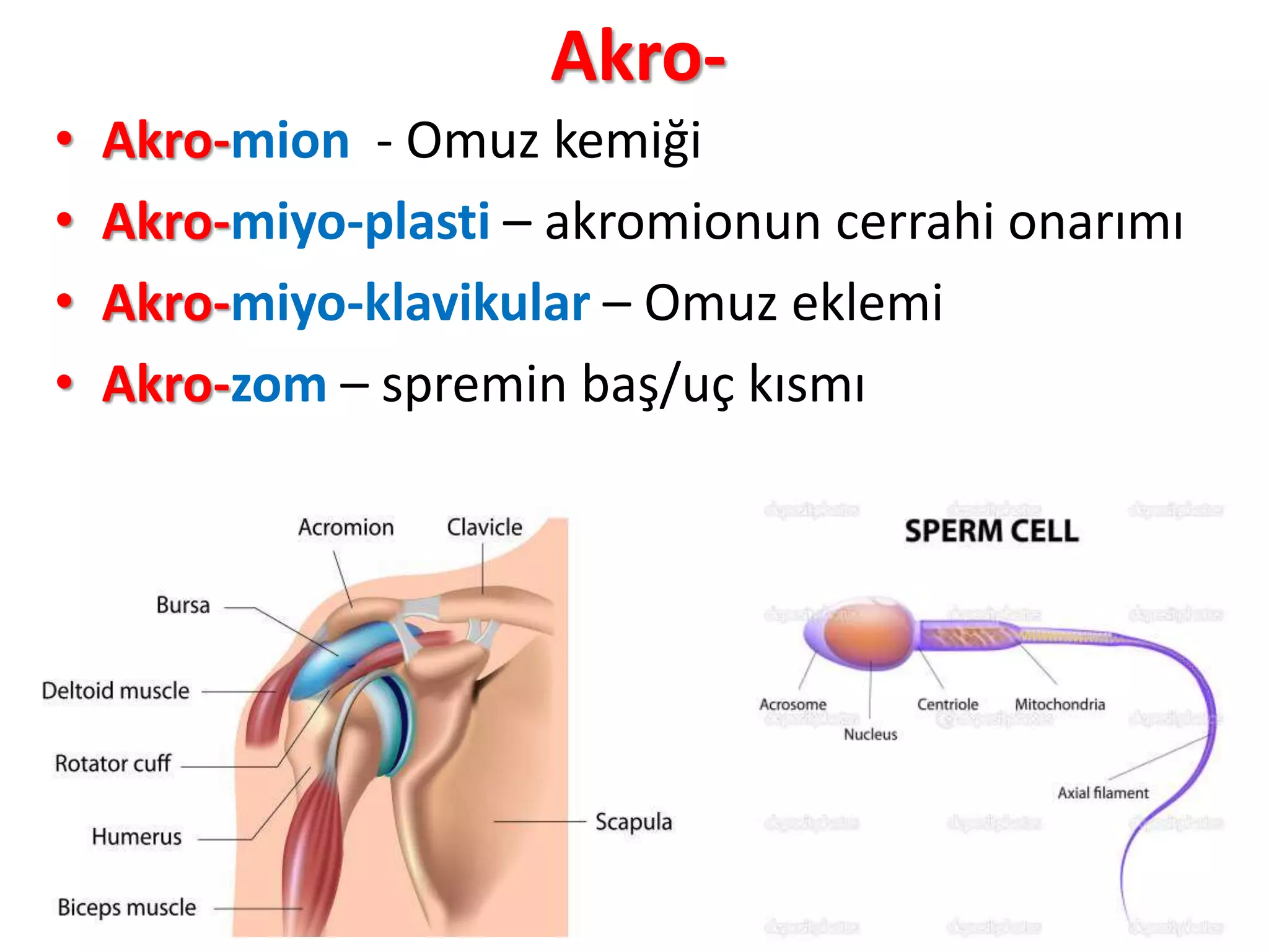 Akro-
• Akro-mion - Omuz kemiği
• Akro-miyo-plasti – akromionun cerrahi onarımı
• Akro-miyo-klavikular – Omuz eklemi
• Akro-zom – spremin baş/uç kısmı
 