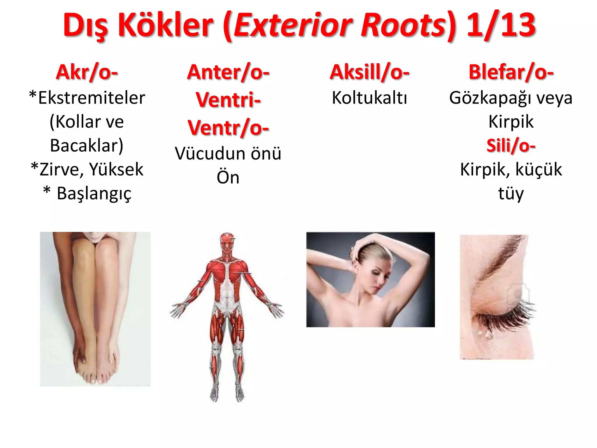 Dış Kökler (Exterior Roots) 1/13
Akr/o-
*Ekstremiteler
(Kollar ve
Bacaklar)
*Zirve, Yüksek
* Başlangıç
Anter/o-
Ventri-
Ventr/o-
Vücudun önü
Ön
Aksill/o-
Koltukaltı
Blefar/o-
Gözkapağı veya
Kirpik
Sili/o-
Kirpik, küçük
tüy
 