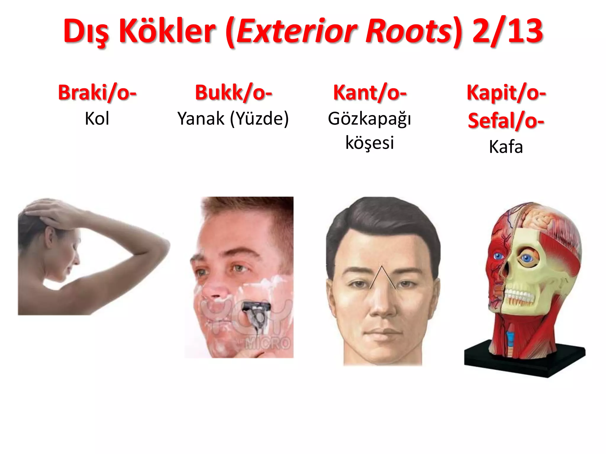 Dış Kökler (Exterior Roots) 2/13
Braki/o-
Kol
Bukk/o-
Yanak (Yüzde)
Kant/o-
Gözkapağı
köşesi
Kapit/o-
Sefal/o-
Kafa
 