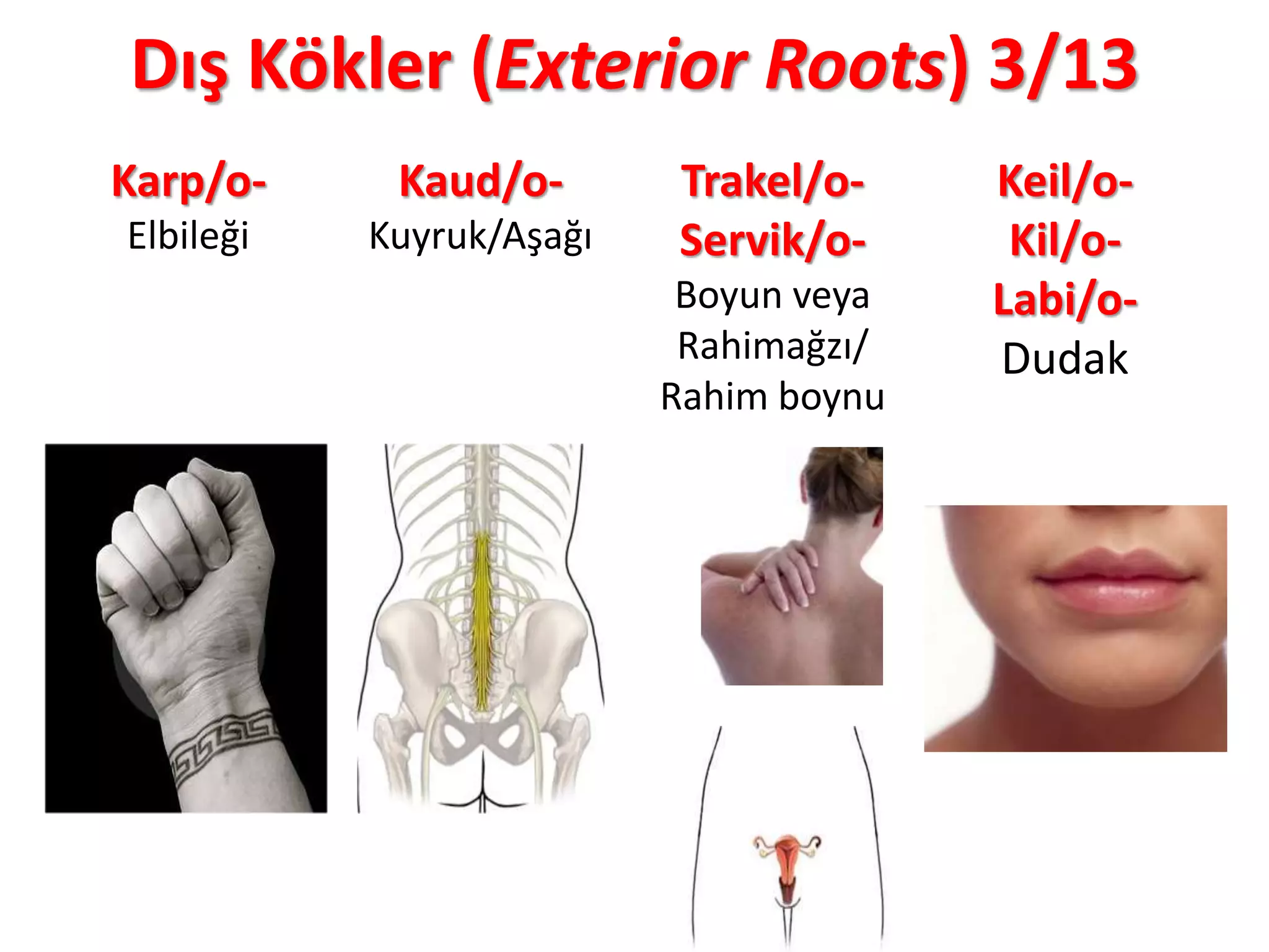 Dış Kökler (Exterior Roots) 3/13
Karp/o-
Elbileği
Kaud/o-
Kuyruk/Aşağı
Trakel/o-
Servik/o-
Boyun veya
Rahimağzı/
Rahim boynu
Keil/o-
Kil/o-
Labi/o-
Dudak
 