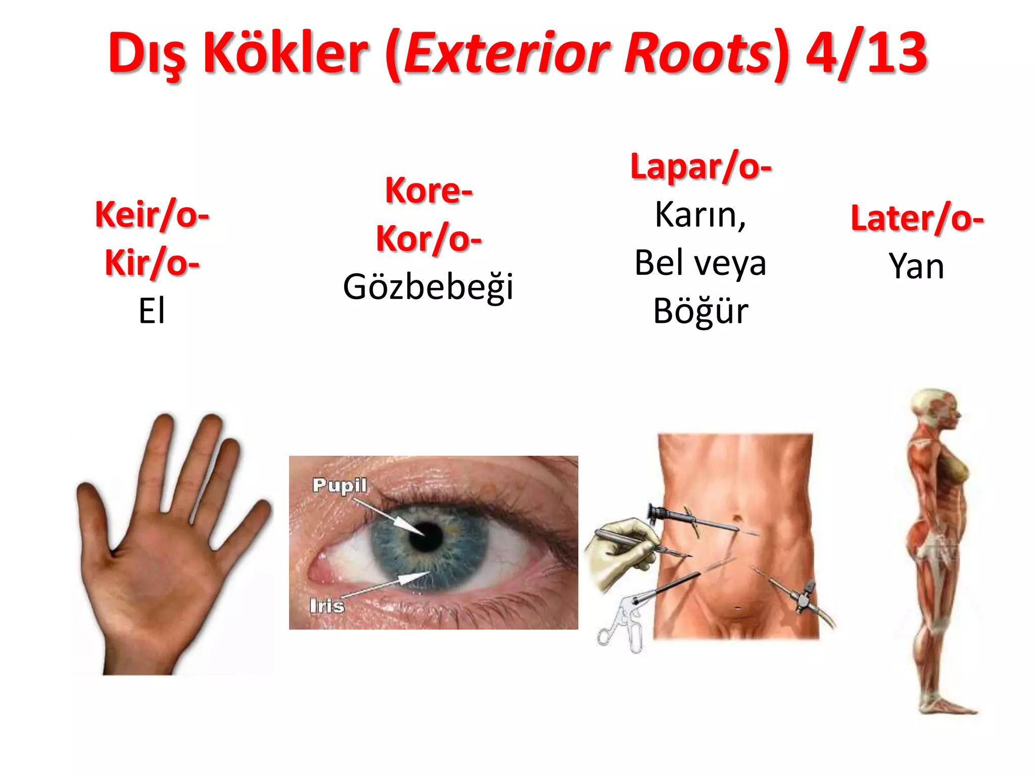 Dış Kökler (Exterior Roots) 4/13
Keir/o-
Kir/o-
El
Kore-
Kor/o-
Gözbebeği
Lapar/o-
Karın,
Bel veya
Böğür
Later/o-
Yan
 