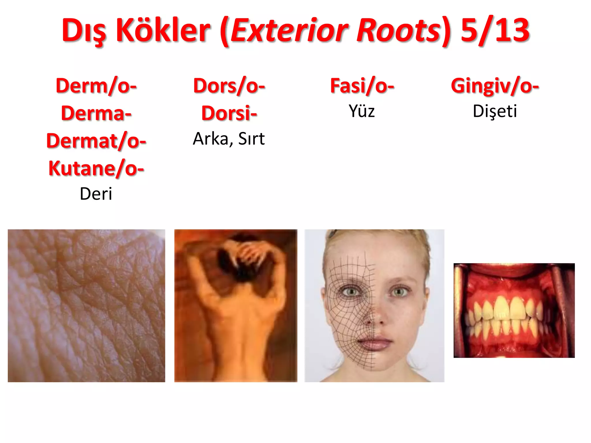 Dış Kökler (Exterior Roots) 5/13
Derm/o-
Derma-
Dermat/o-
Kutane/o-
Deri
Dors/o-
Dorsi-
Arka, Sırt
Fasi/o-
Yüz
Gingiv/o-
Dişeti
 