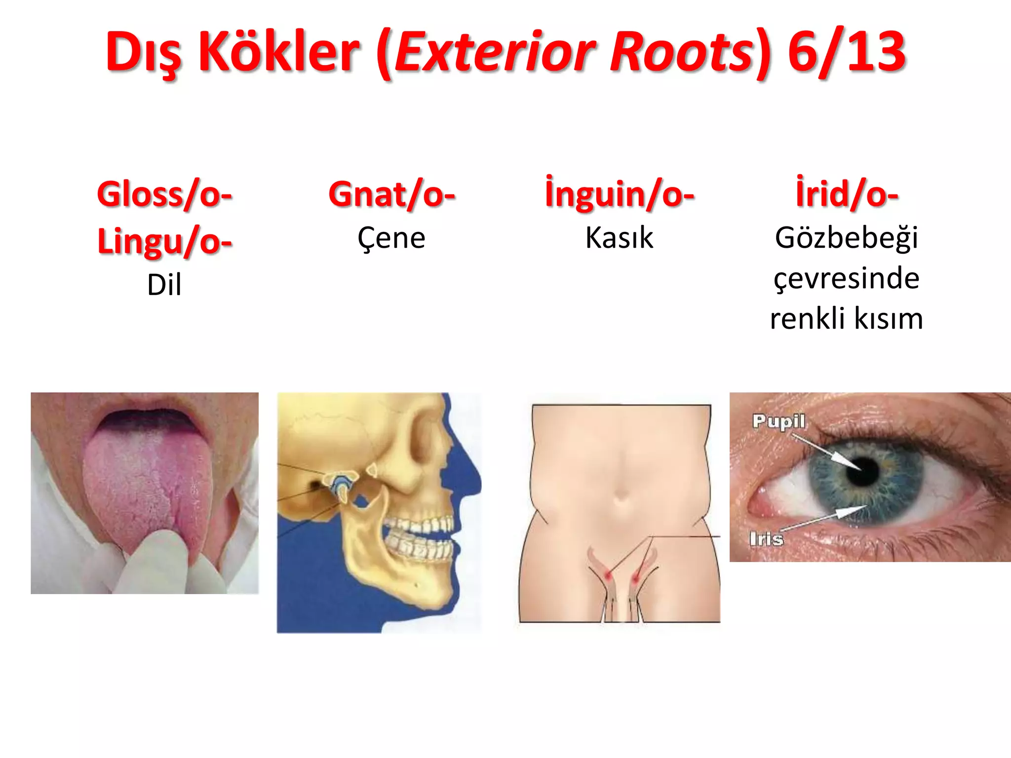 Dış Kökler (Exterior Roots) 6/13
Gloss/o-
Lingu/o-
Dil
Gnat/o-
Çene
İnguin/o-
Kasık
İrid/o-
Gözbebeği
çevresinde
renkli kısım
 