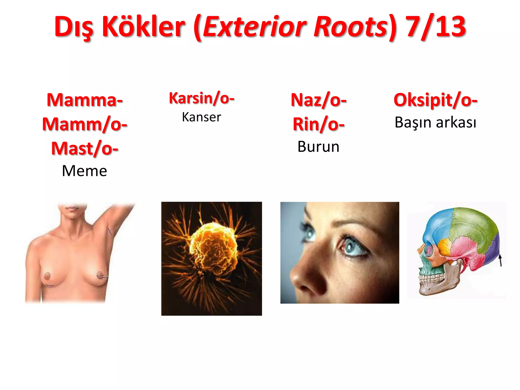 Dış Kökler (Exterior Roots) 7/13
Mamma-
Mamm/o-
Mast/o-
Meme
Karsin/o-
Kanser
Naz/o-
Rin/o-
Burun
Oksipit/o-
Başın arkası
 
