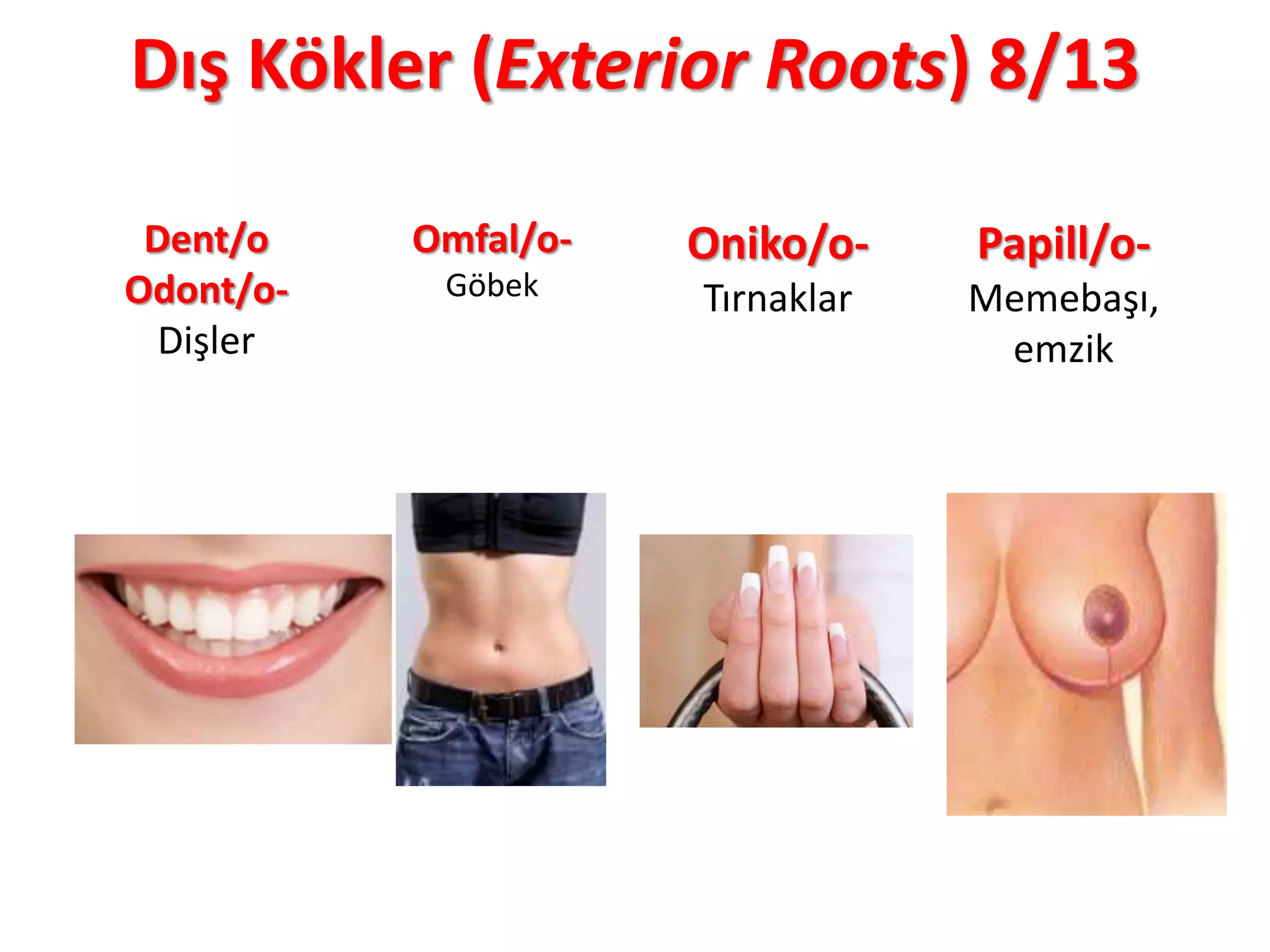 Dış Kökler (Exterior Roots) 8/13
Dent/o
Odont/o-
Dişler
Omfal/o-
Göbek
Oniko/o-
Tırnaklar
Papill/o-
Memebaşı,
emzik
 