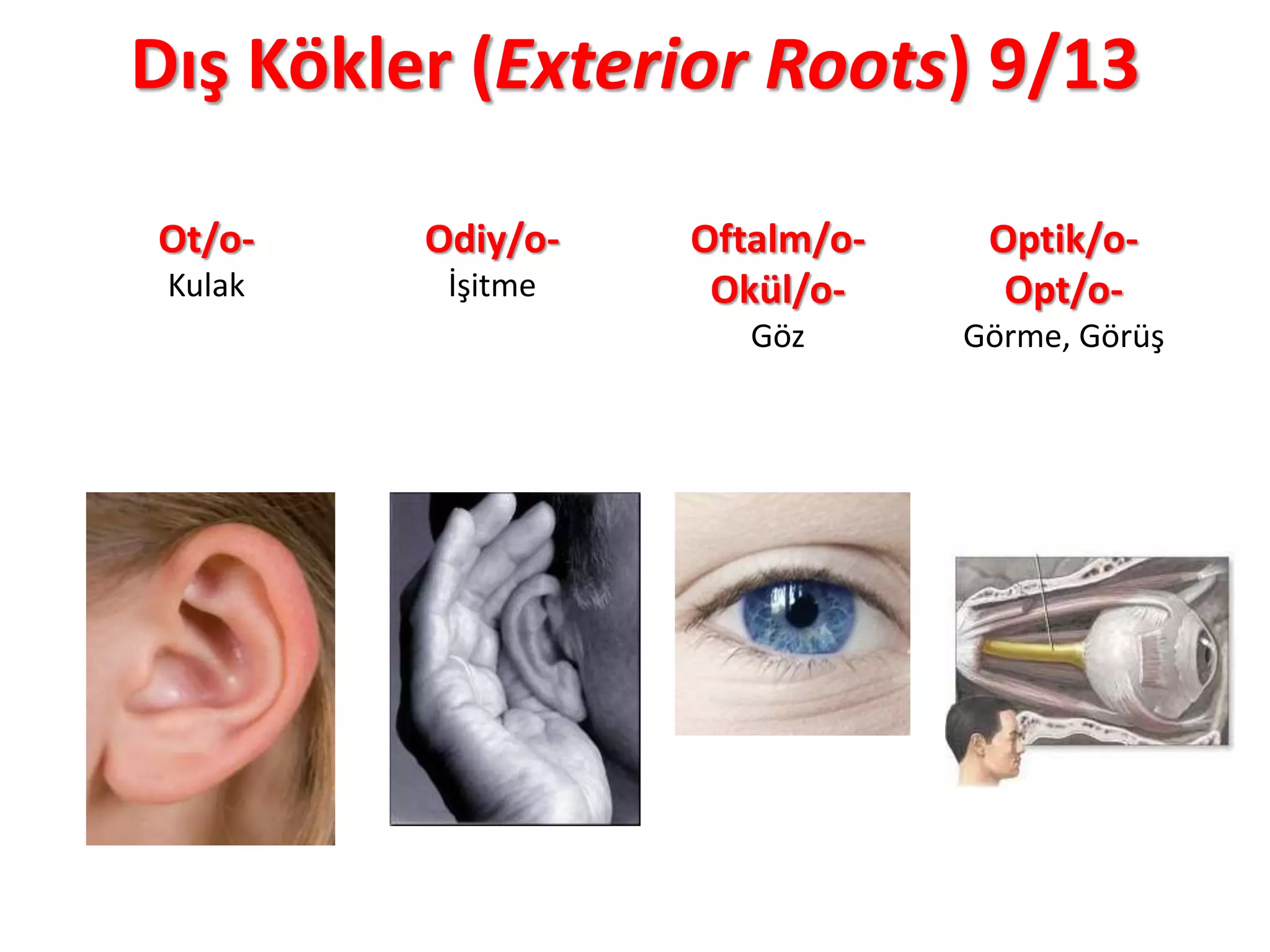 Dış Kökler (Exterior Roots) 9/13
Ot/o-
Kulak
Odiy/o-
İşitme
Oftalm/o-
Okül/o-
Göz
Optik/o-
Opt/o-
Görme, Görüş
 