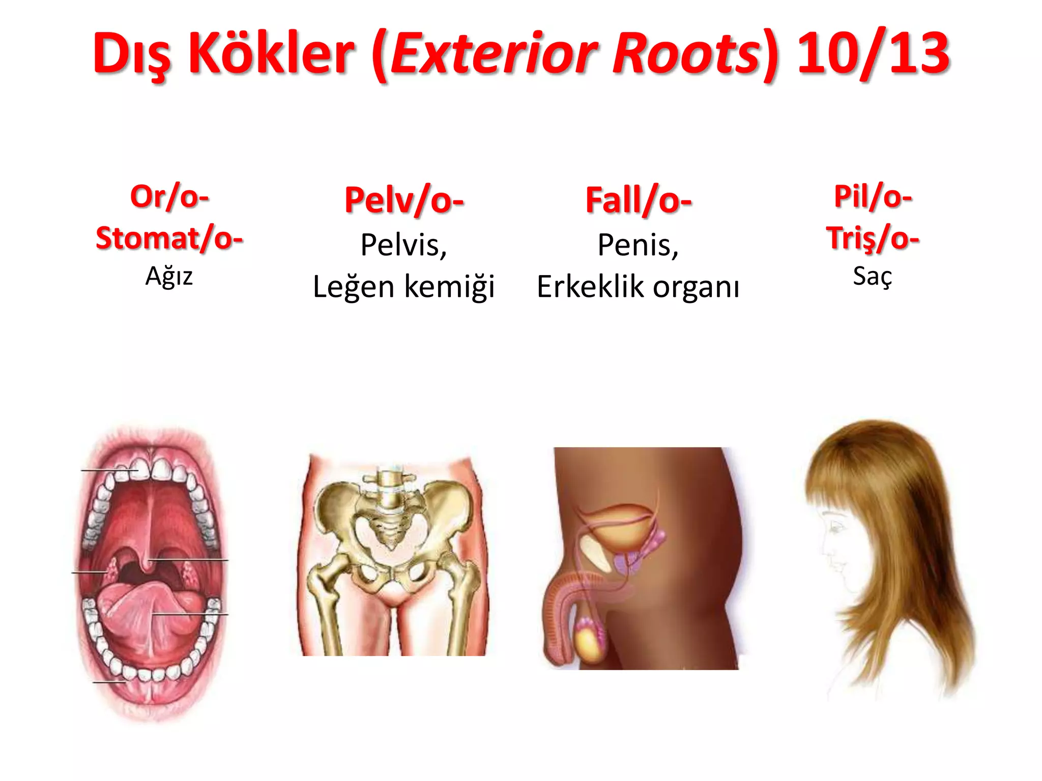 Dış Kökler (Exterior Roots) 10/13
Or/o-
Stomat/o-
Ağız
Pelv/o-
Pelvis,
Leğen kemiği
Fall/o-
Penis,
Erkeklik organı
Pil/o-
Triş/o-
Saç
 