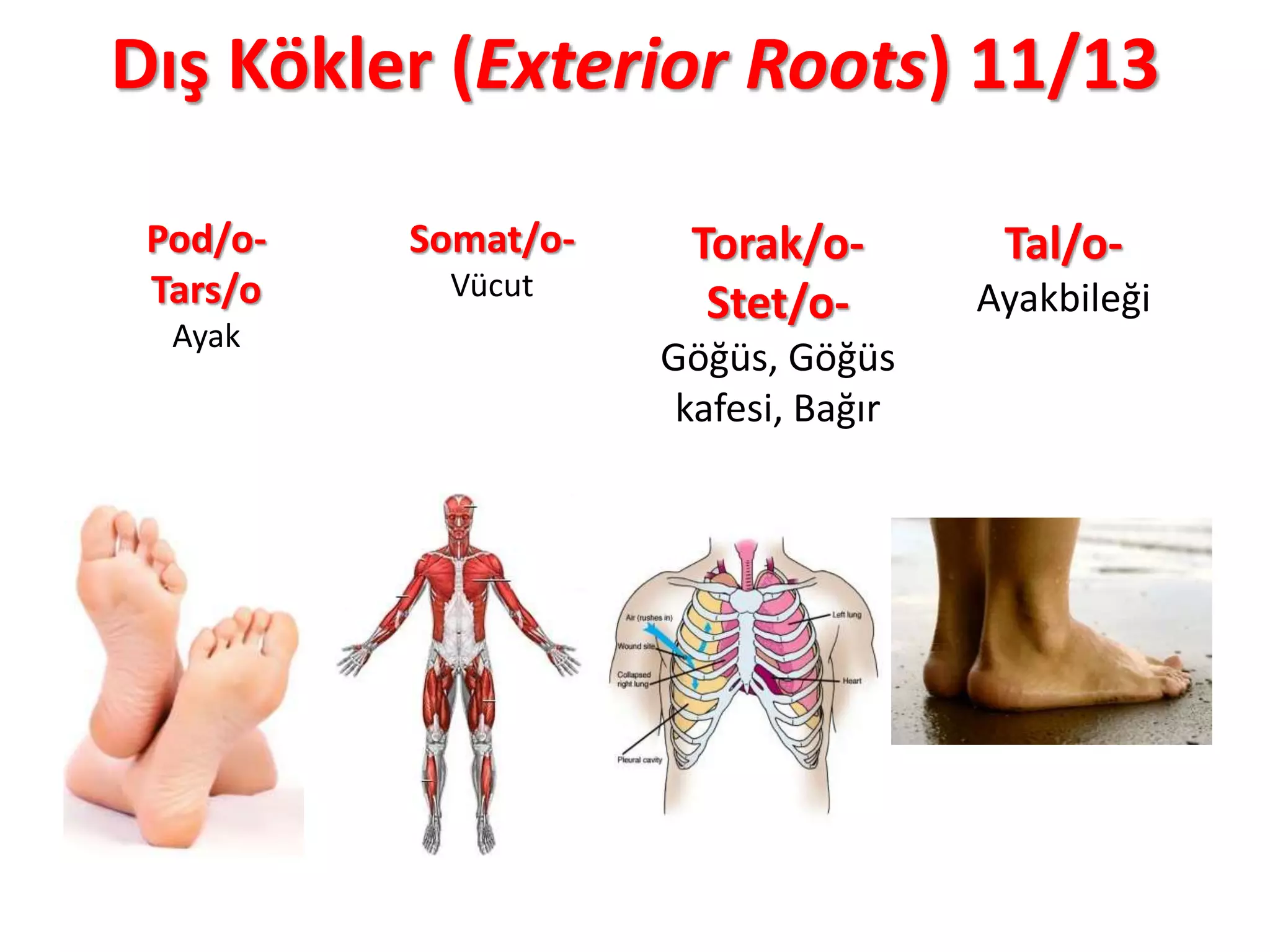 Dış Kökler (Exterior Roots) 11/13
Pod/o-
Tars/o
Ayak
Somat/o-
Vücut
Torak/o-
Stet/o-
Göğüs, Göğüs
kafesi, Bağır
Tal/o-
Ayakbileği
 