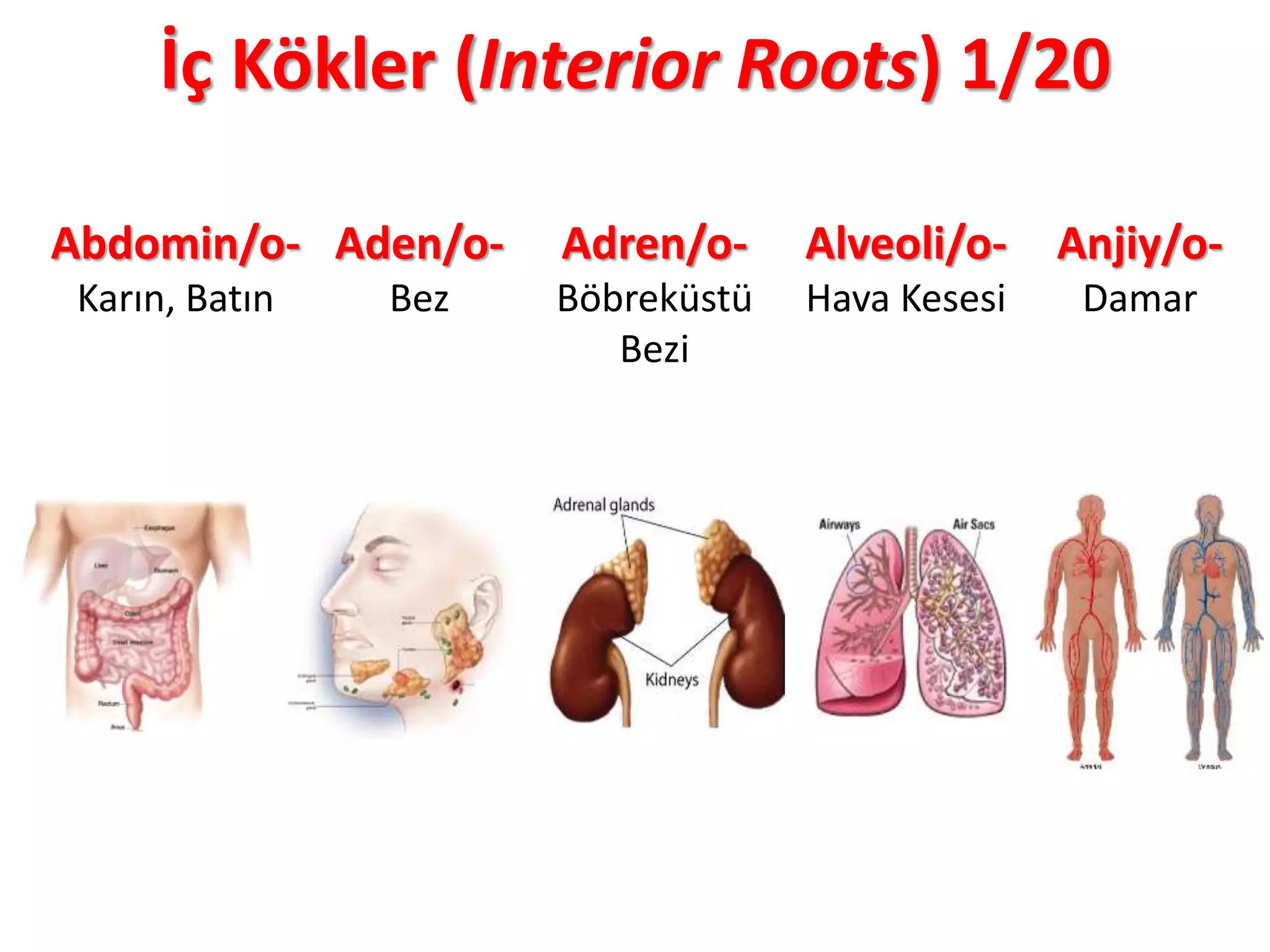 İç Kökler (Interior Roots) 1/20
Abdomin/o-
Karın, Batın
Aden/o-
Bez
Adren/o-
Böbreküstü
Bezi
Alveoli/o-
Hava Kesesi
Anjiy/o-
Damar
 