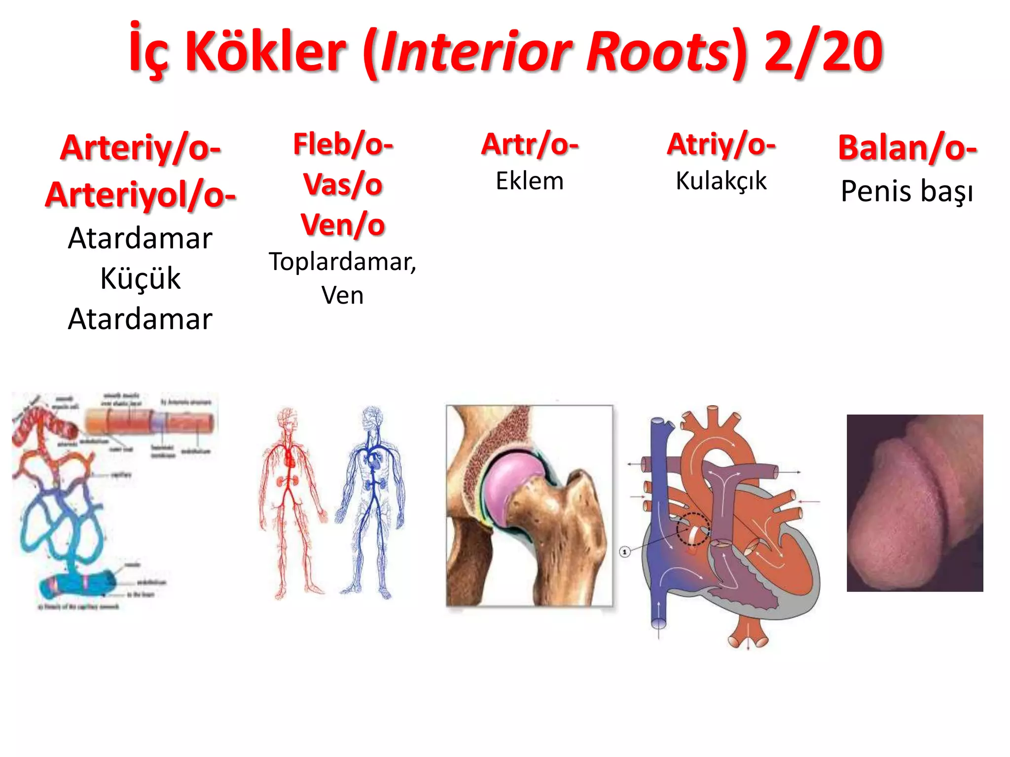 İç Kökler (Interior Roots) 2/20
Arteriy/o-
Arteriyol/o-
Atardamar
Küçük
Atardamar
Fleb/o-
Vas/o
Ven/o
Toplardamar,
Ven
Artr/o-
Eklem
Atriy/o-
Kulakçık
Balan/o-
Penis başı
 