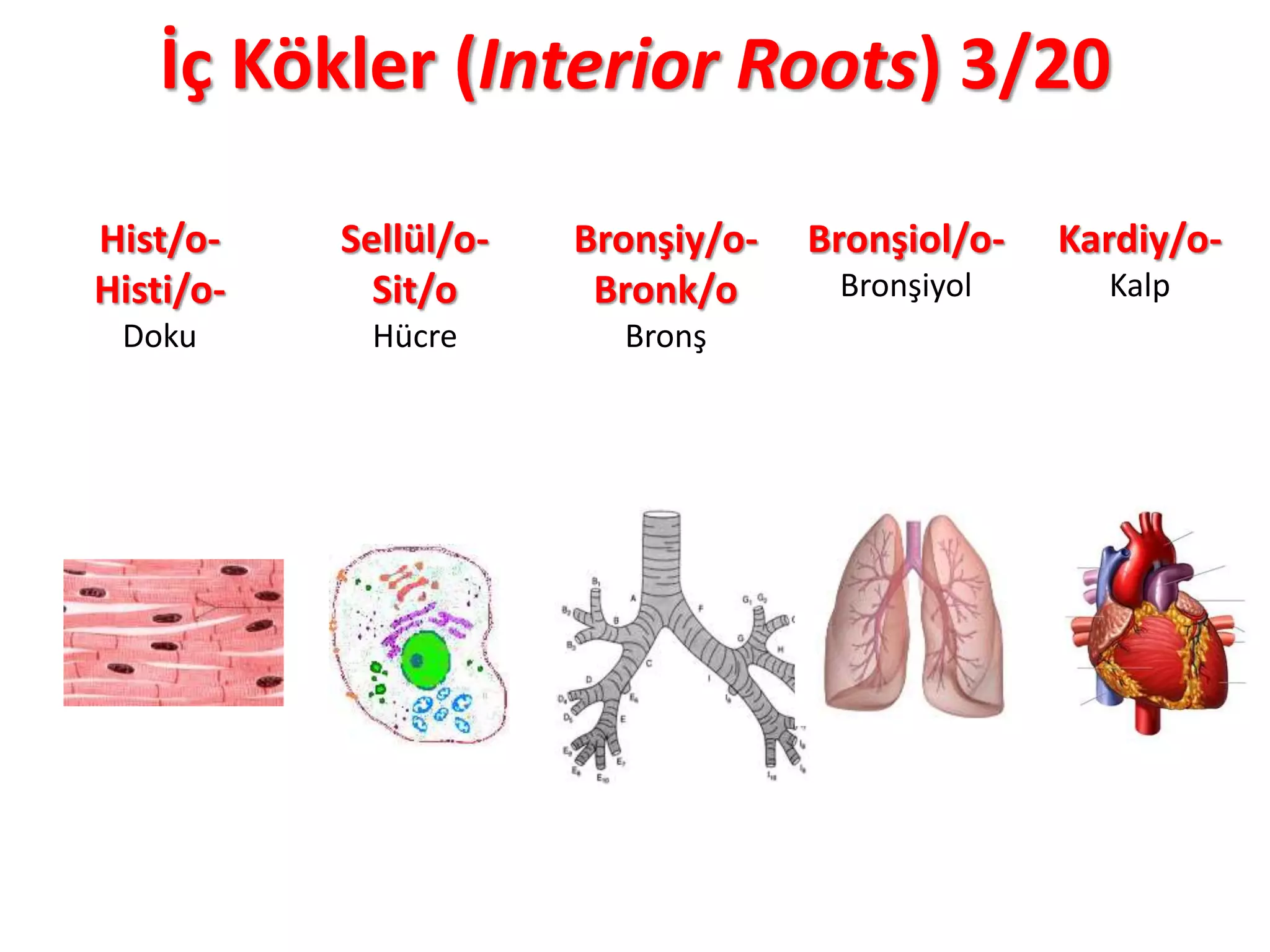 İç Kökler (Interior Roots) 3/20
Hist/o-
Histi/o-
Doku
Sellül/o-
Sit/o
Hücre
Bronşiy/o-
Bronk/o
Bronş
Bronşiol/o-
Bronşiyol
Kardiy/o-
Kalp
 
