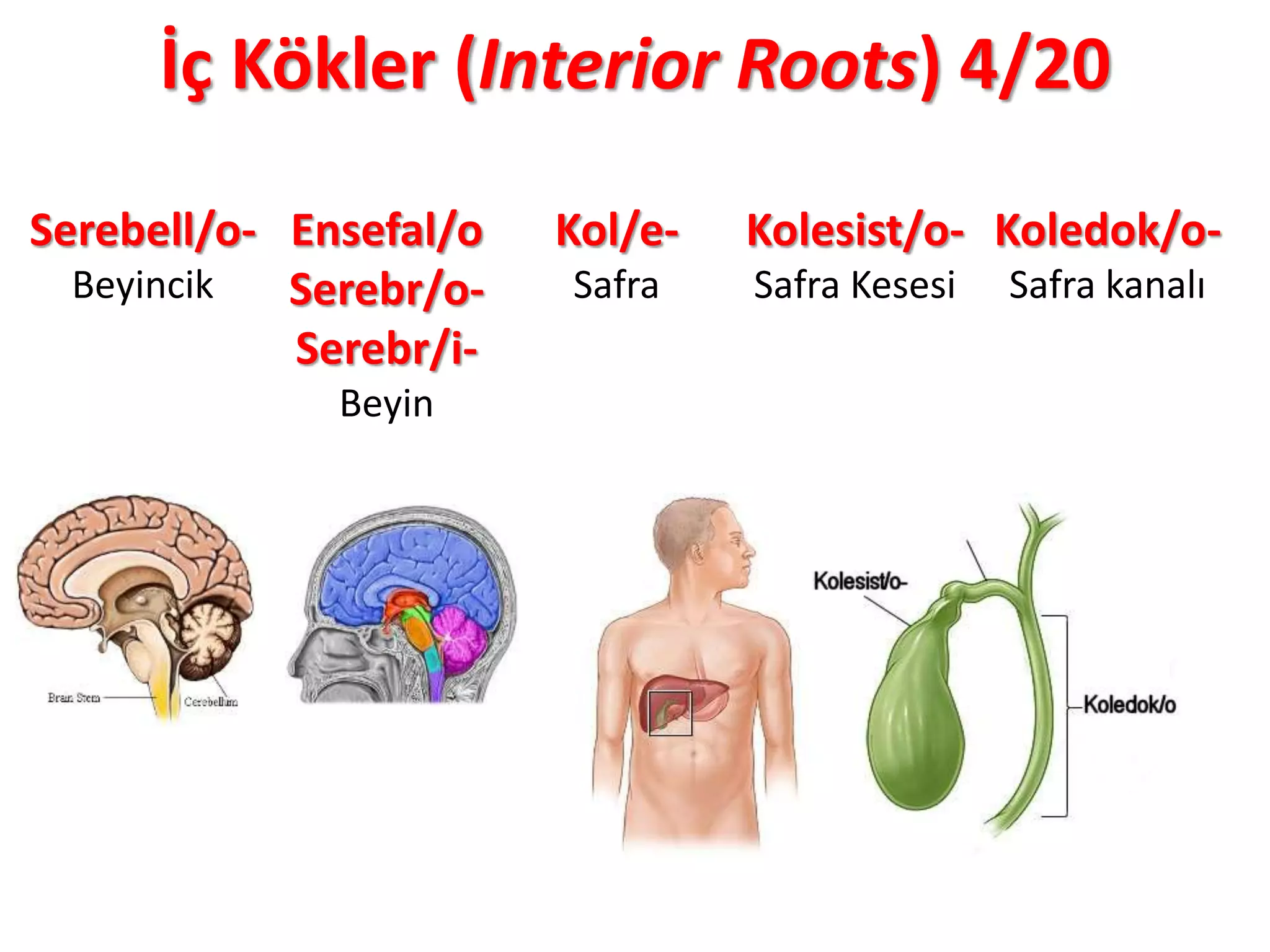 İç Kökler (Interior Roots) 4/20
Serebell/o-
Beyincik
Ensefal/o
Serebr/o-
Serebr/i-
Beyin
Kol/e-
Safra
Kolesist/o-
Safra Kesesi
Koledok/o-
Safra kanalı
 