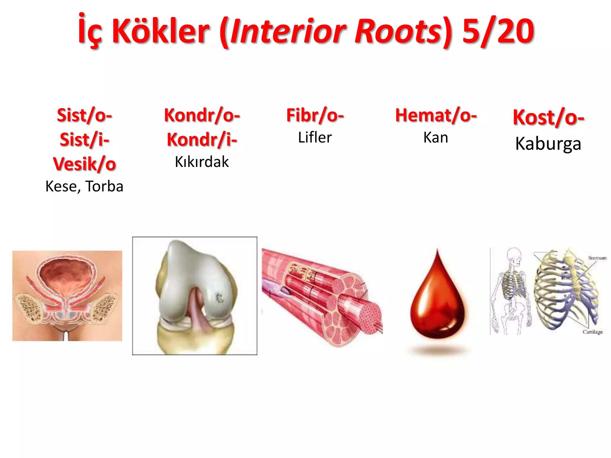 İç Kökler (Interior Roots) 5/20
Sist/o-
Sist/i-
Vesik/o
Kese, Torba
Kondr/o-
Kondr/i-
Kıkırdak
Fibr/o-
Lifler
Hemat/o-
Kan
Kost/o-
Kaburga
 