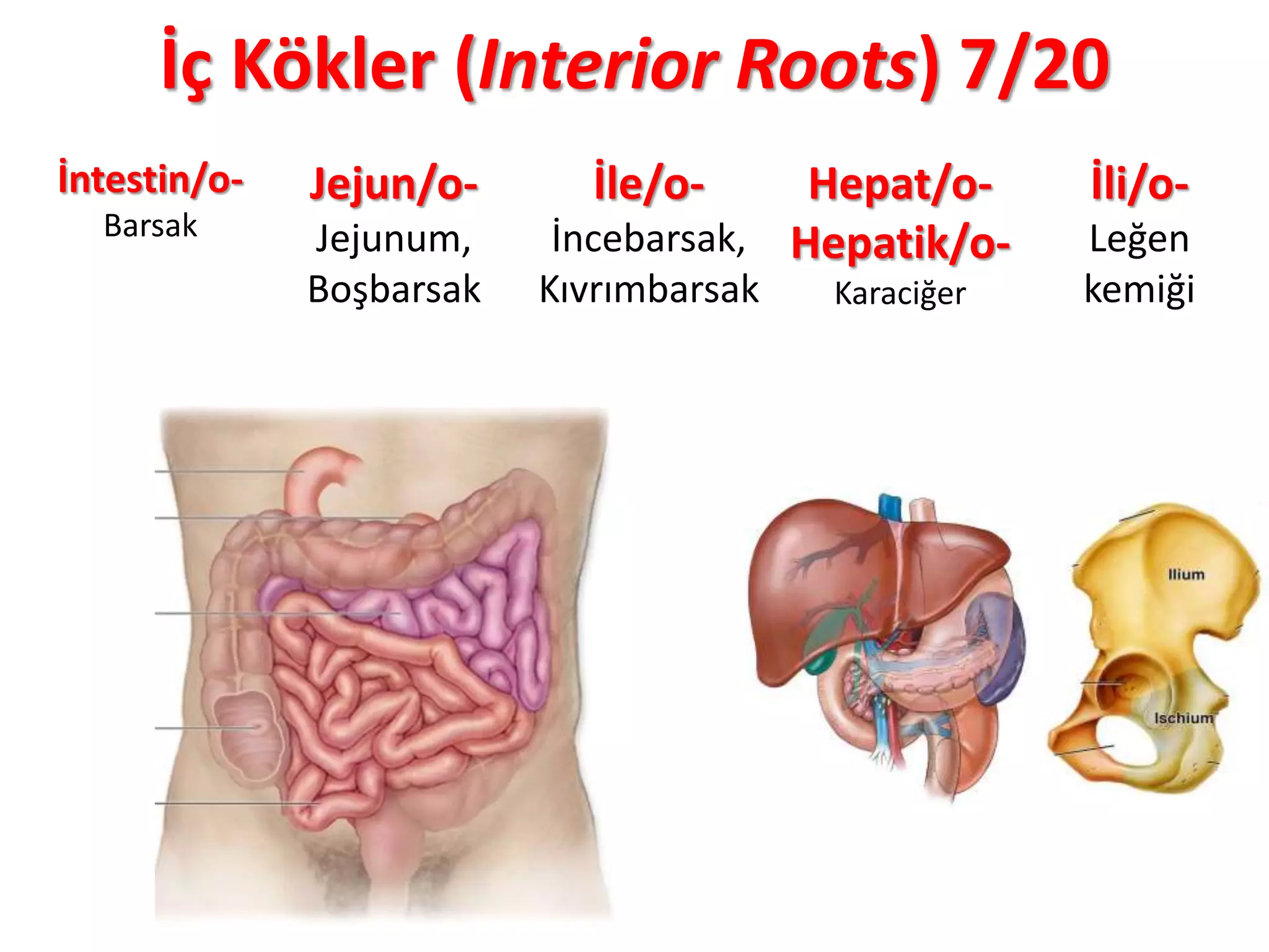 İç Kökler (Interior Roots) 7/20
İntestin/o-
Barsak
Jejun/o-
Jejunum,
Boşbarsak
İle/o-
İncebarsak,
Kıvrımbarsak
Hepat/o-
Hepatik/o-
Karaciğer
İli/o-
Leğen
kemiği
 
