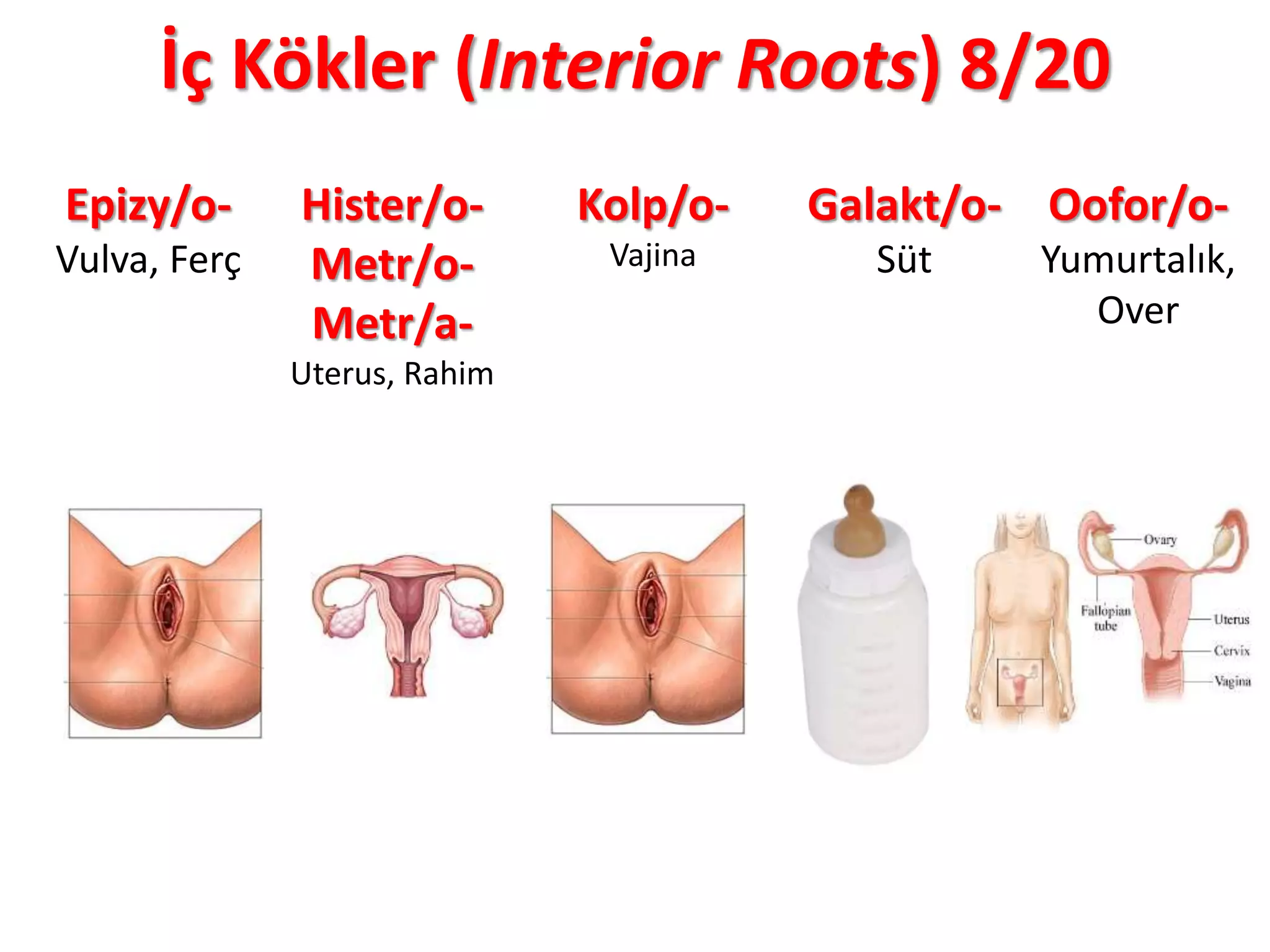 İç Kökler (Interior Roots) 8/20
Epizy/o-
Vulva, Ferç
Hister/o-
Metr/o-
Metr/a-
Uterus, Rahim
Kolp/o-
Vajina
Galakt/o-
Süt
Oofor/o-
Yumurtalık,
Over
 