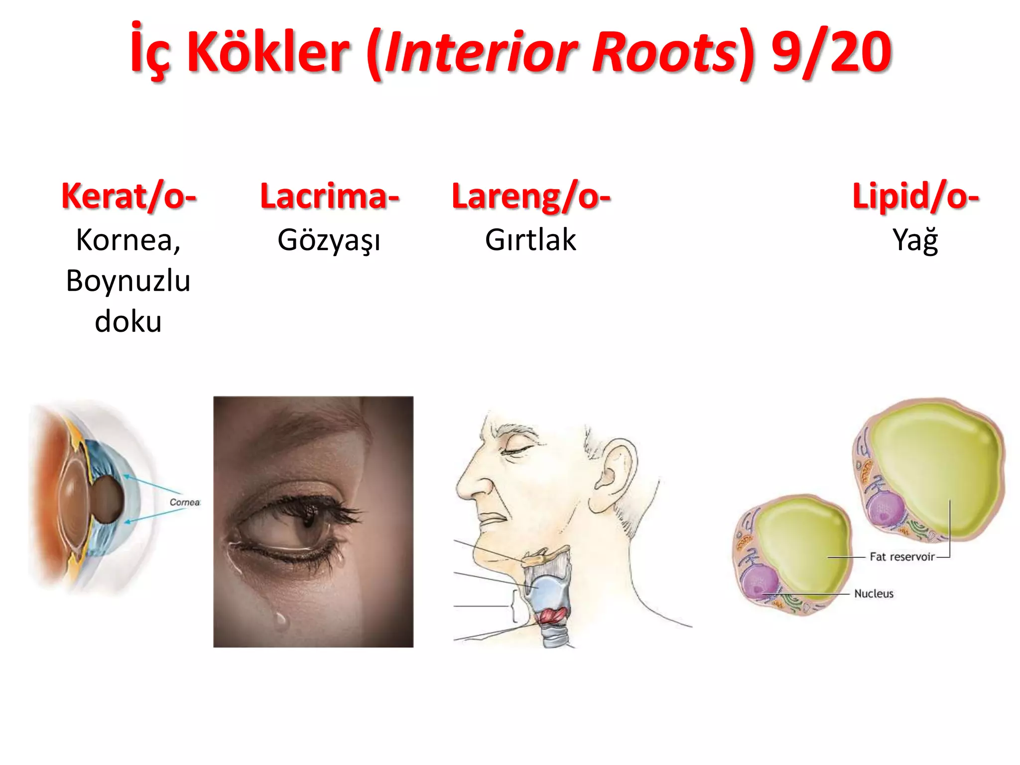 İç Kökler (Interior Roots) 9/20
Kerat/o-
Kornea,
Boynuzlu
doku
Lacrima-
Gözyaşı
Lareng/o-
Gırtlak
Lipid/o-
Yağ
 