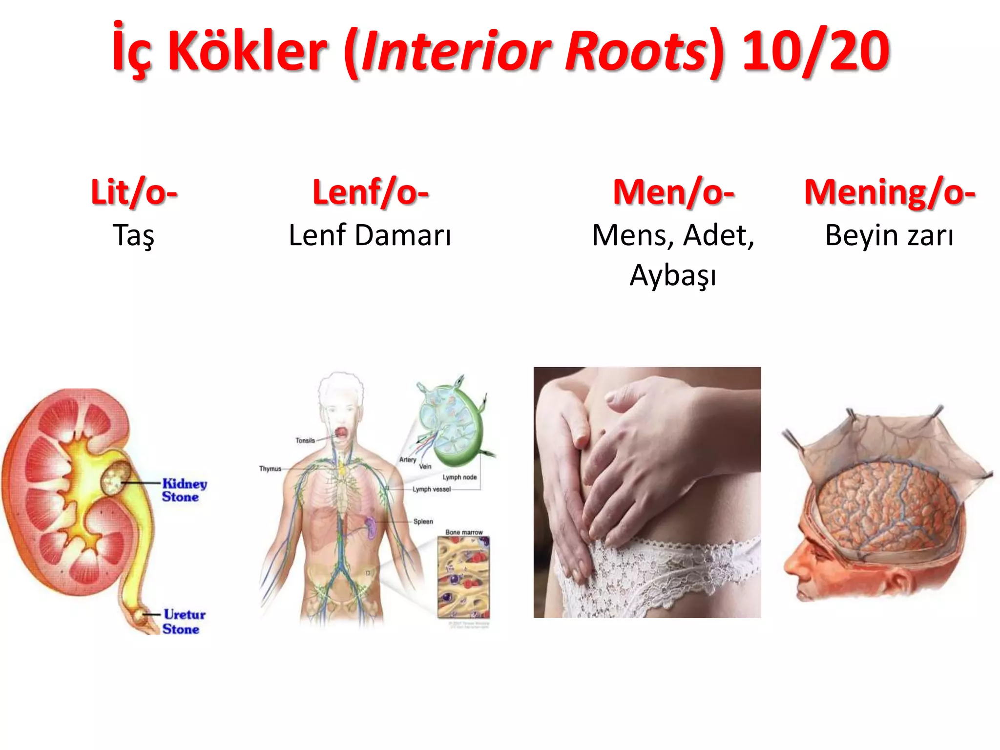 İç Kökler (Interior Roots) 10/20
Lit/o-
Taş
Lenf/o-
Lenf Damarı
Men/o-
Mens, Adet,
Aybaşı
Mening/o-
Beyin zarı
 