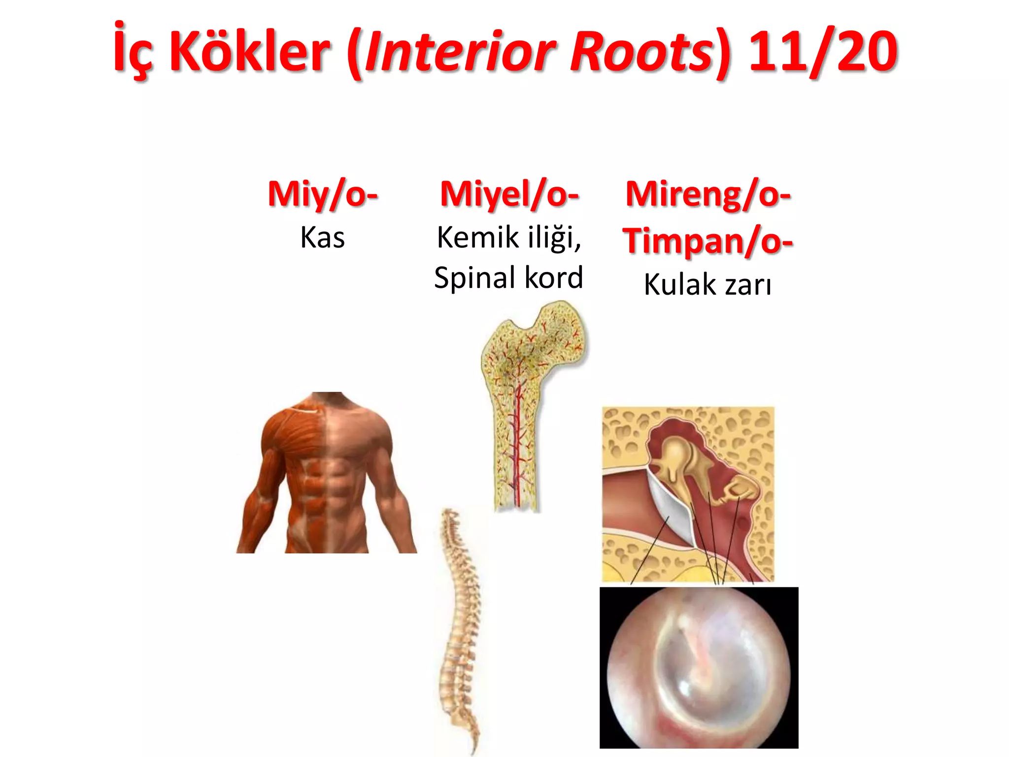 İç Kökler (Interior Roots) 11/20
Miy/o-
Kas
Miyel/o-
Kemik iliği,
Spinal kord
Mireng/o-
Timpan/o-
Kulak zarı
 