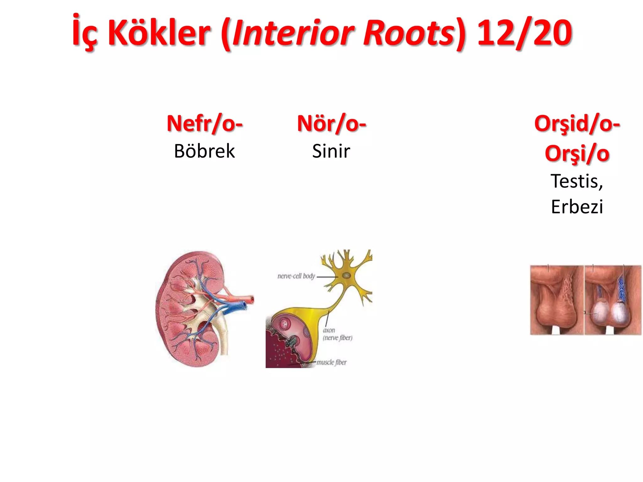 İç Kökler (Interior Roots) 12/20
Nefr/o-
Böbrek
Nör/o-
Sinir
Orşid/o-
Orşi/o
Testis,
Erbezi
 