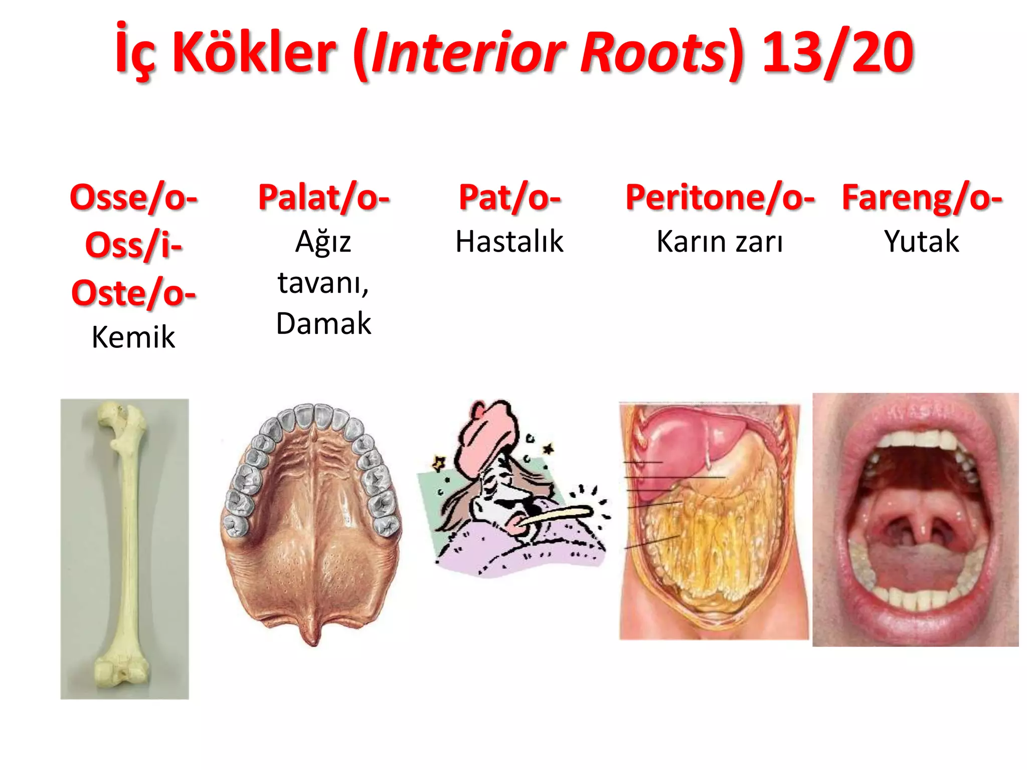 İç Kökler (Interior Roots) 13/20
Osse/o-
Oss/i-
Oste/o-
Kemik
Palat/o-
Ağız
tavanı,
Damak
Pat/o-
Hastalık
Peritone/o-
Karın zarı
Fareng/o-
Yutak
 