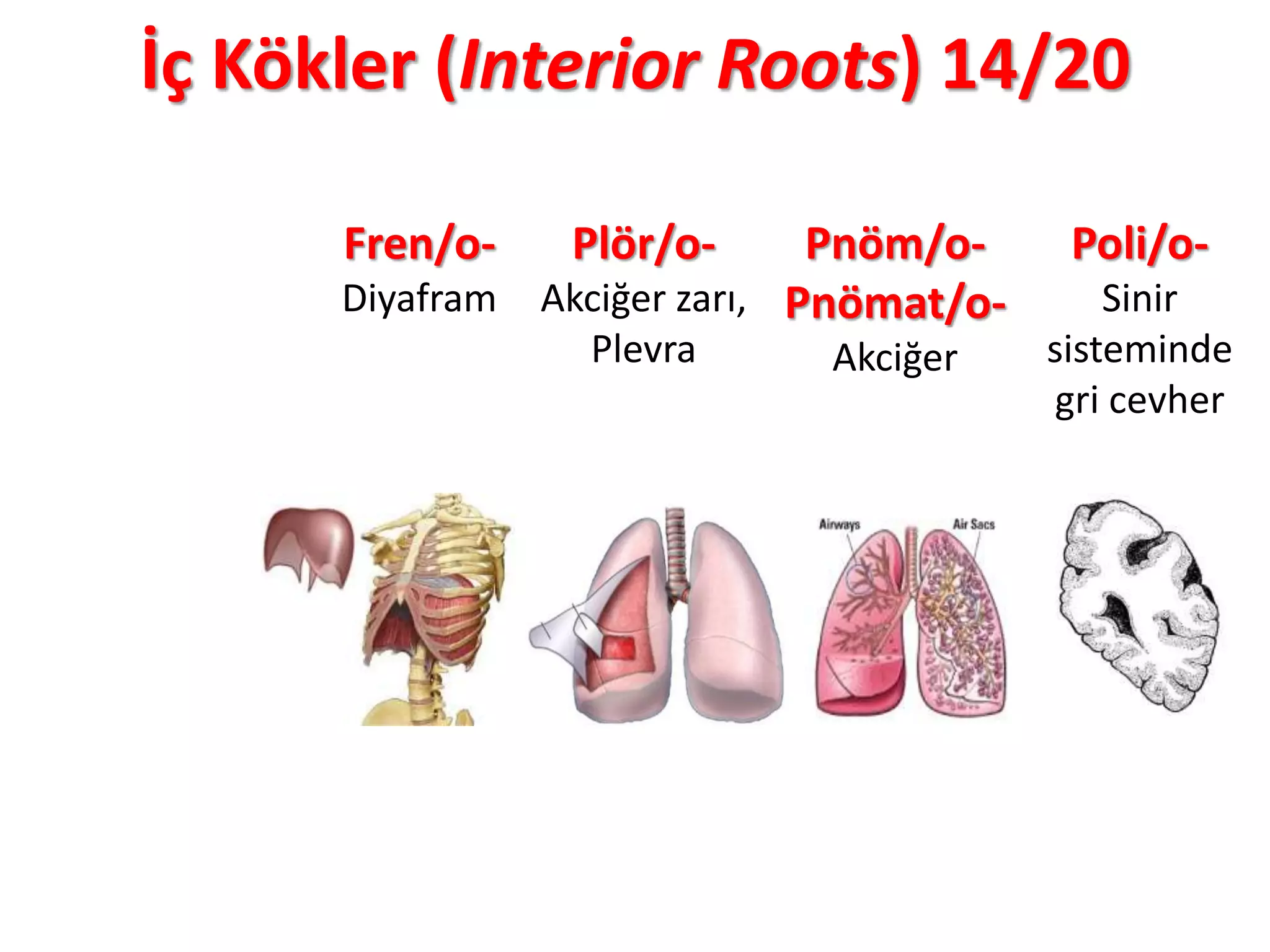 İç Kökler (Interior Roots) 14/20
Fren/o-
Diyafram
Plör/o-
Akciğer zarı,
Plevra
Pnöm/o-
Pnömat/o-
Akciğer
Poli/o-
Sinir
sisteminde
gri cevher
 