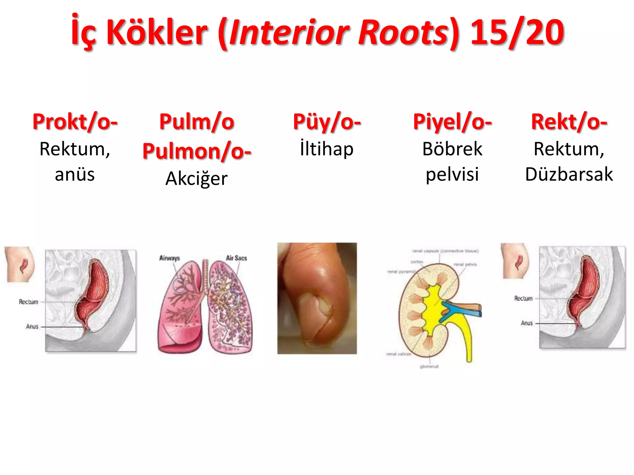 İç Kökler (Interior Roots) 15/20
Prokt/o-
Rektum,
anüs
Pulm/o
Pulmon/o-
Akciğer
Püy/o-
İltihap
Piyel/o-
Böbrek
pelvisi
Rekt/o-
Rektum,
Düzbarsak
 