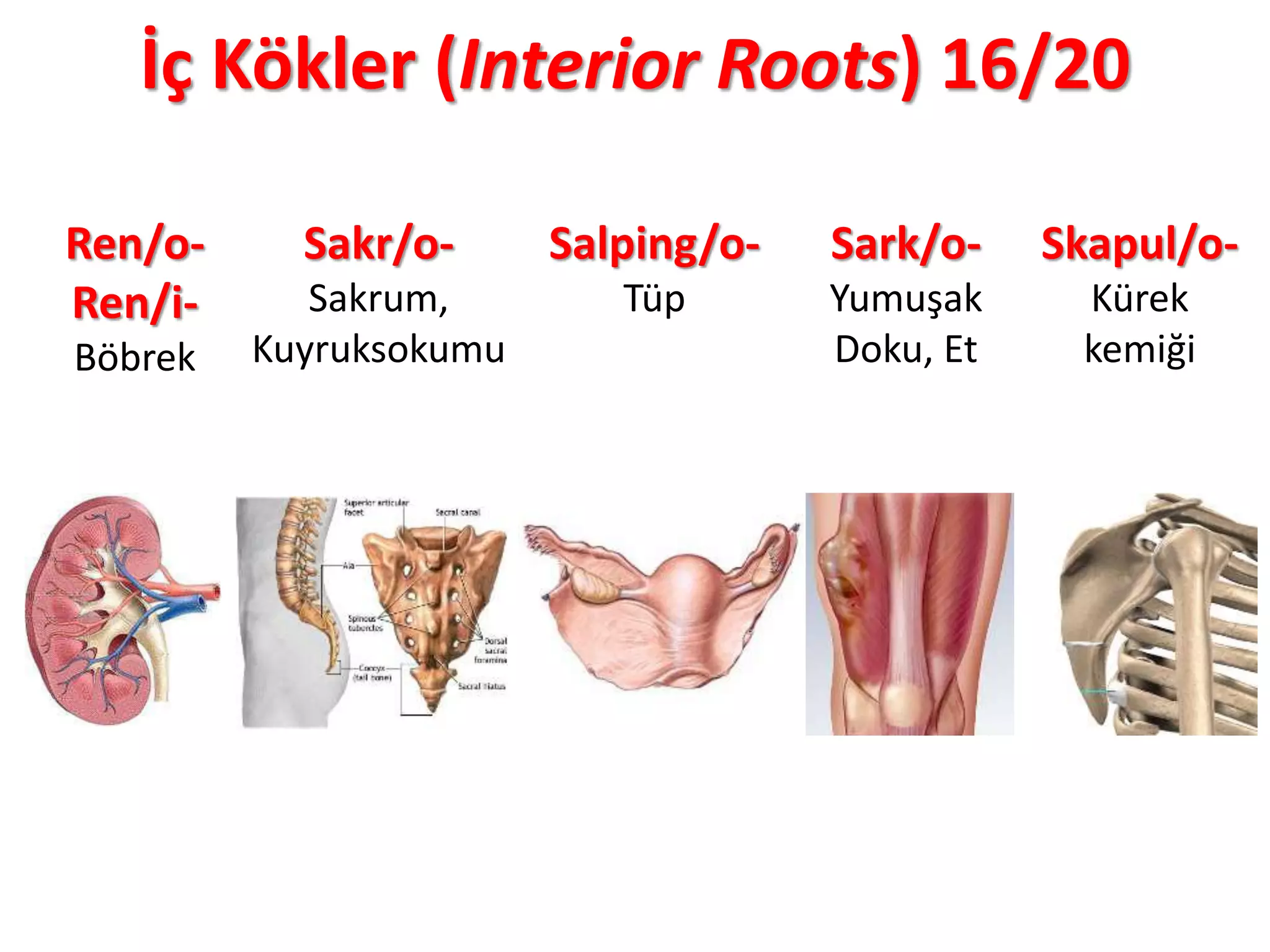 İç Kökler (Interior Roots) 16/20
Ren/o-
Ren/i-
Böbrek
Sakr/o-
Sakrum,
Kuyruksokumu
Salping/o-
Tüp
Sark/o-
Yumuşak
Doku, Et
Skapul/o-
Kürek
kemiği
 