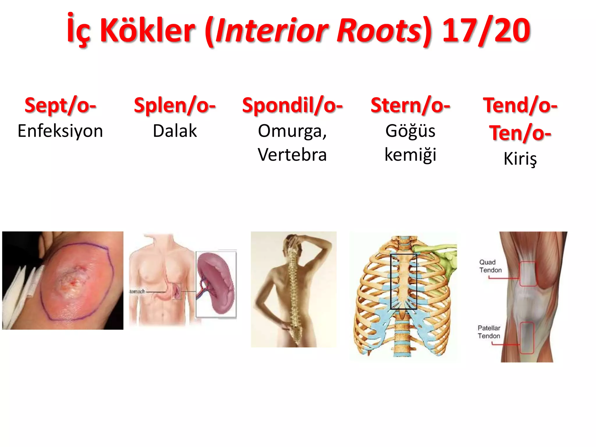 İç Kökler (Interior Roots) 17/20
Sept/o-
Enfeksiyon
Splen/o-
Dalak
Spondil/o-
Omurga,
Vertebra
Stern/o-
Göğüs
kemiği
Tend/o-
Ten/o-
Kiriş
 