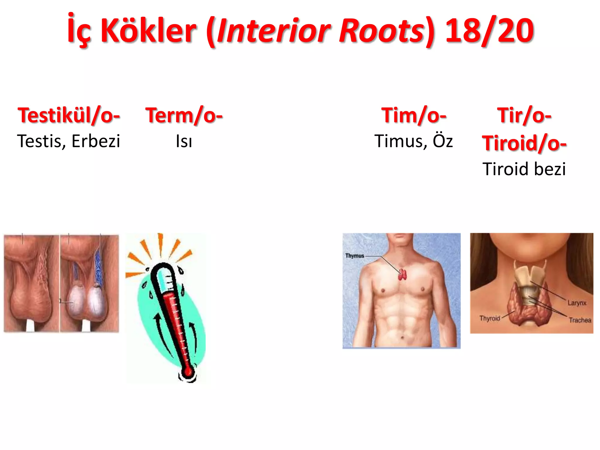 İç Kökler (Interior Roots) 18/20
Testikül/o-
Testis, Erbezi
Term/o-
Isı
Tim/o-
Timus, Öz
Tir/o-
Tiroid/o-
Tiroid bezi
 