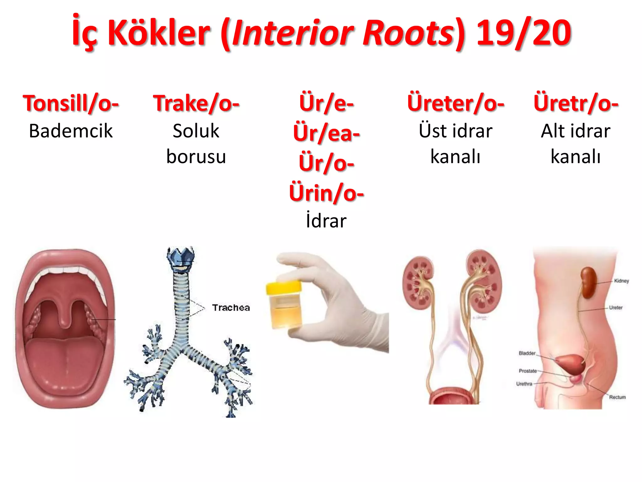 İç Kökler (Interior Roots) 19/20
Tonsill/o-
Bademcik
Trake/o-
Soluk
borusu
Ür/e-
Ür/ea-
Ür/o-
Ürin/o-
İdrar
Üreter/o-
Üst idrar
kanalı
Üretr/o-
Alt idrar
kanalı
 