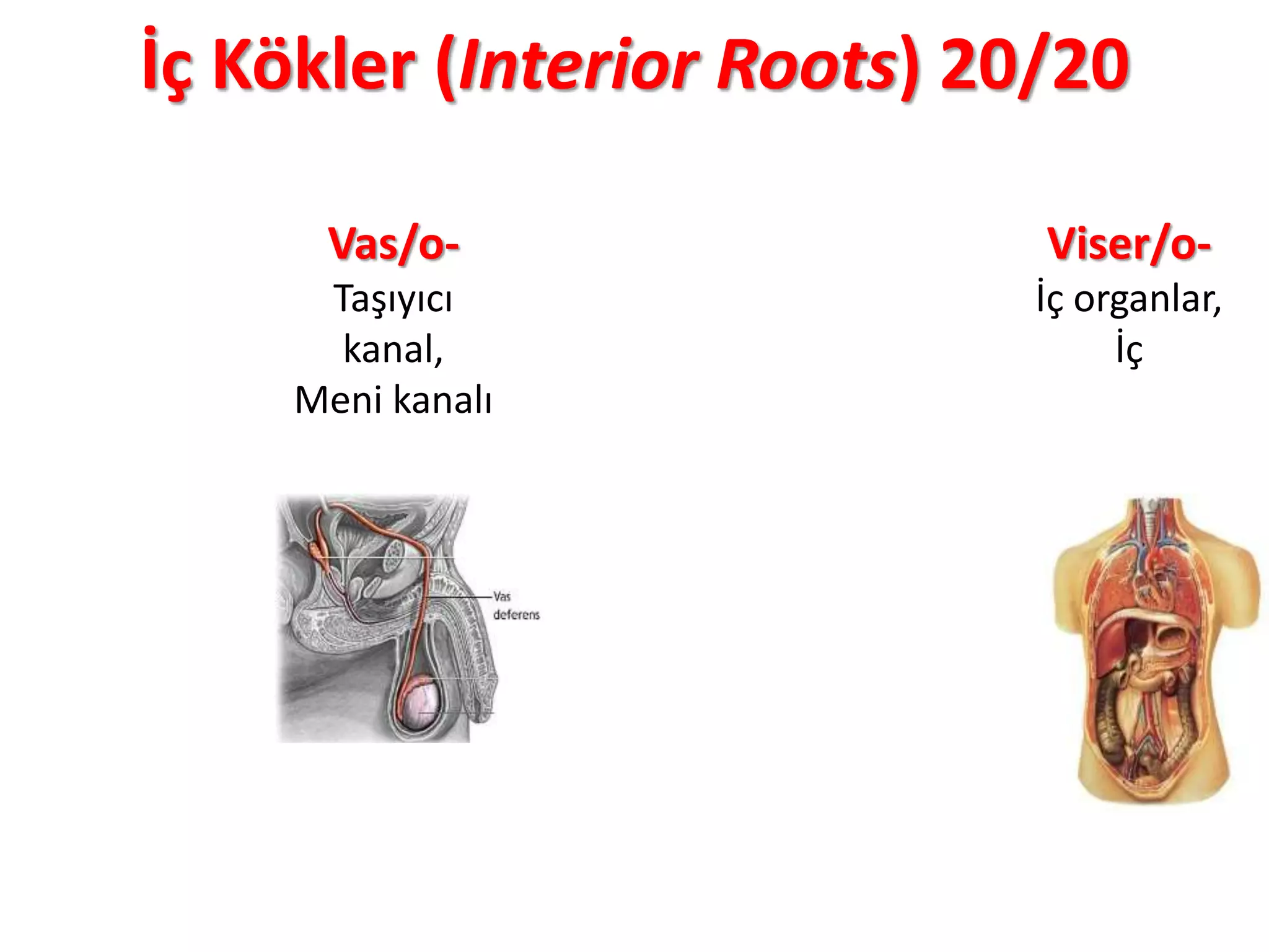 İç Kökler (Interior Roots) 20/20
Vas/o-
Taşıyıcı
kanal,
Meni kanalı
Viser/o-
İç organlar,
İç
 