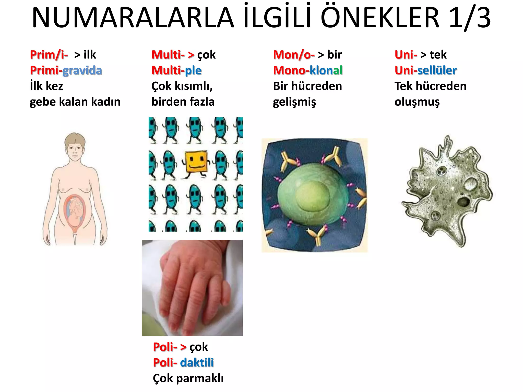 NUMARALARLA İLGİLİ ÖNEKLER 1/3
Prim/i- > ilk
Primi-gravida
İlk kez
gebe kalan kadın
Multi- > çok
Multi-ple
Çok kısımlı,
birden fazla
Mon/o- > bir
Mono-klonal
Bir hücreden
gelişmiş
Uni- > tek
Uni-sellüler
Tek hücreden
oluşmuş
Poli- > çok
Poli- daktili
Çok parmaklı
 