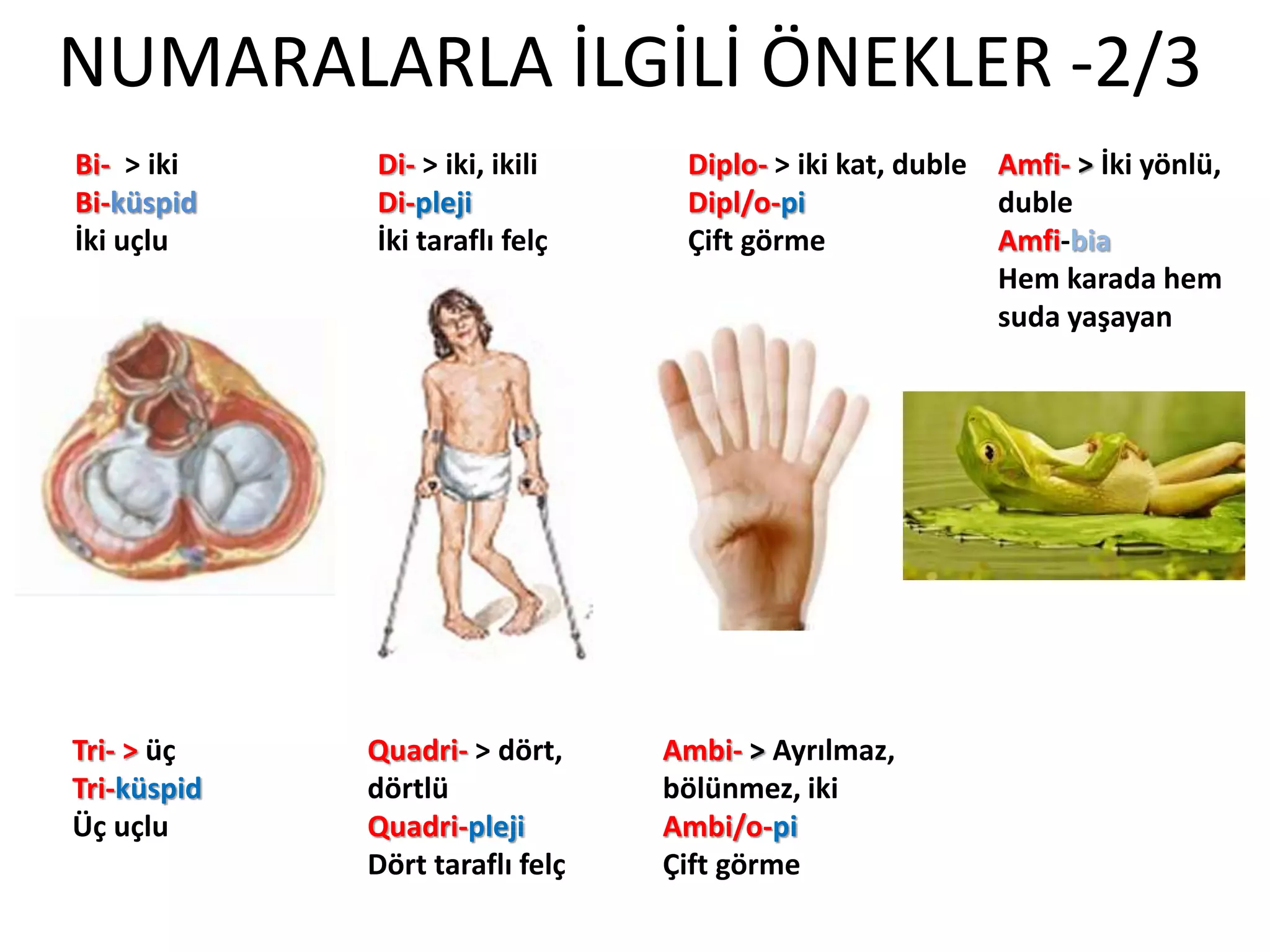 NUMARALARLA İLGİLİ ÖNEKLER -2/3
Bi- > iki
Bi-küspid
İki uçlu
Di- > iki, ikili
Di-pleji
İki taraflı felç
Diplo- > iki kat, duble
Dipl/o-pi
Çift görme
Amfi- > İki yönlü,
duble
Amfi-bia
Hem karada hem
suda yaşayan
Tri- > üç
Tri-küspid
Üç uçlu
Quadri- > dört,
dörtlü
Quadri-pleji
Dört taraflı felç
Ambi- > Ayrılmaz,
bölünmez, iki
Ambi/o-pi
Çift görme
 
