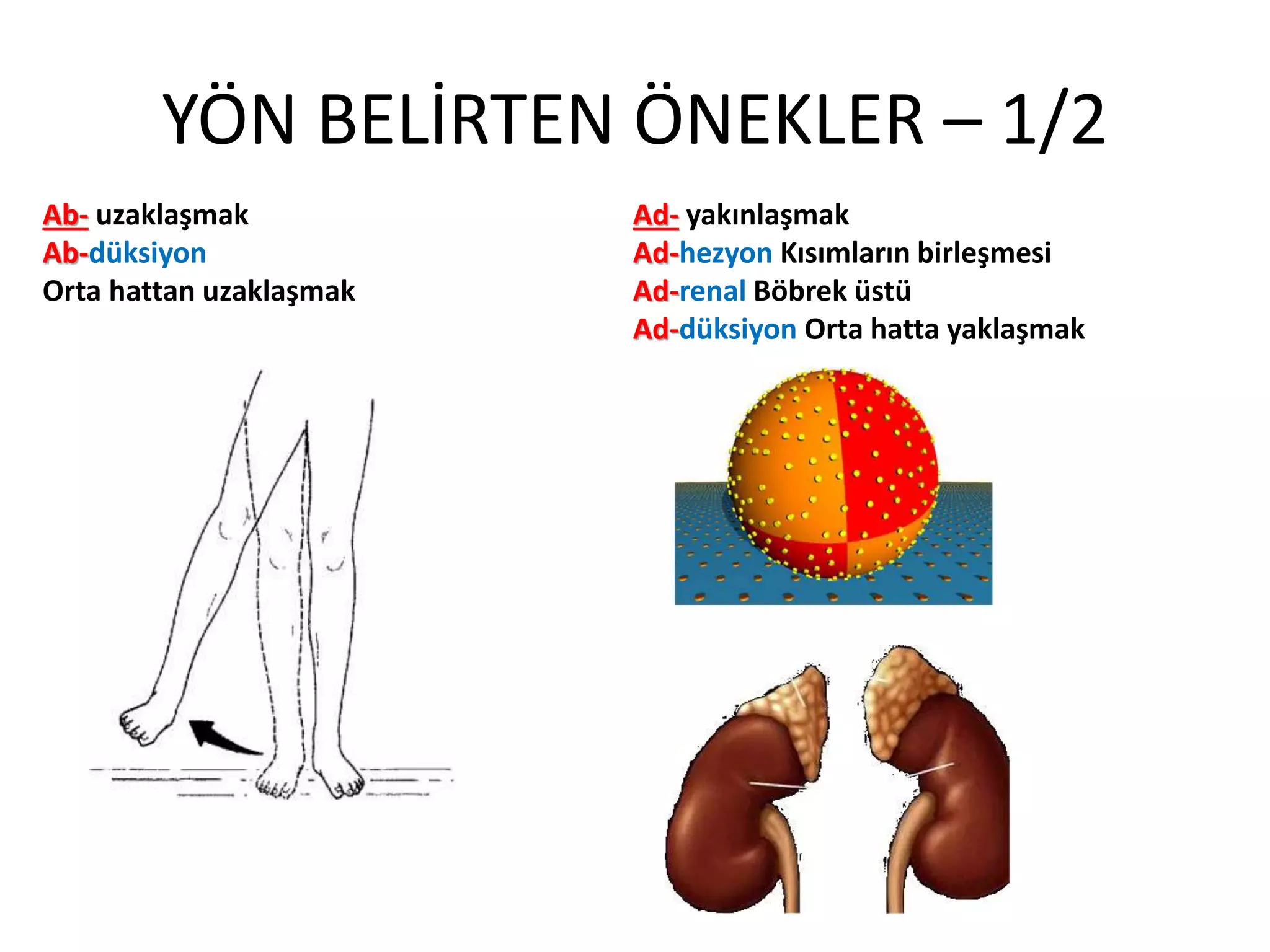 YÖN BELİRTEN ÖNEKLER – 1/2
Ab- uzaklaşmak
Ab-düksiyon
Orta hattan uzaklaşmak
Ad- yakınlaşmak
Ad-hezyon Kısımların birleşmesi
Ad-renal Böbrek üstü
Ad-düksiyon Orta hatta yaklaşmak
 
