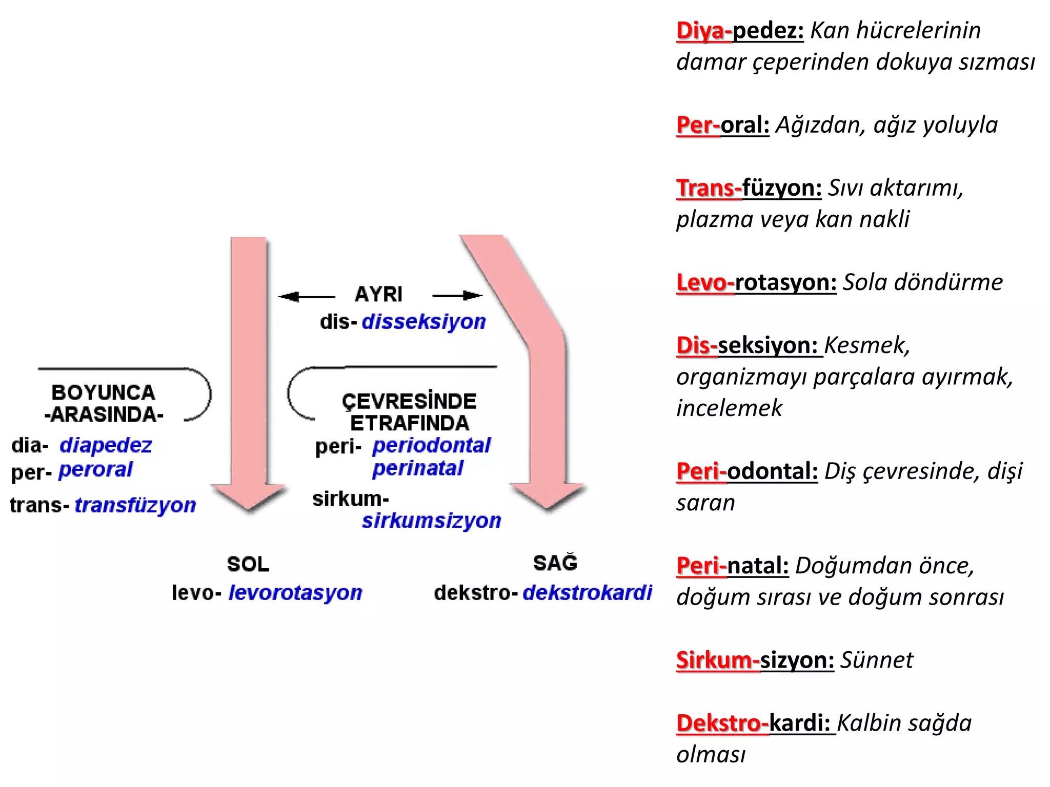 Diya-pedez: Kan hücrelerinin
damar çeperinden dokuya sızması
Per-oral: Ağızdan, ağız yoluyla
Trans-füzyon: Sıvı aktarımı,
plazma veya kan nakli
Levo-rotasyon: Sola döndürme
Dis-seksiyon: Kesmek,
organizmayı parçalara ayırmak,
incelemek
Peri-odontal: Diş çevresinde, dişi
saran
Peri-natal: Doğumdan önce,
doğum sırası ve doğum sonrası
Sirkum-sizyon: Sünnet
Dekstro-kardi: Kalbin sağda
olması
 