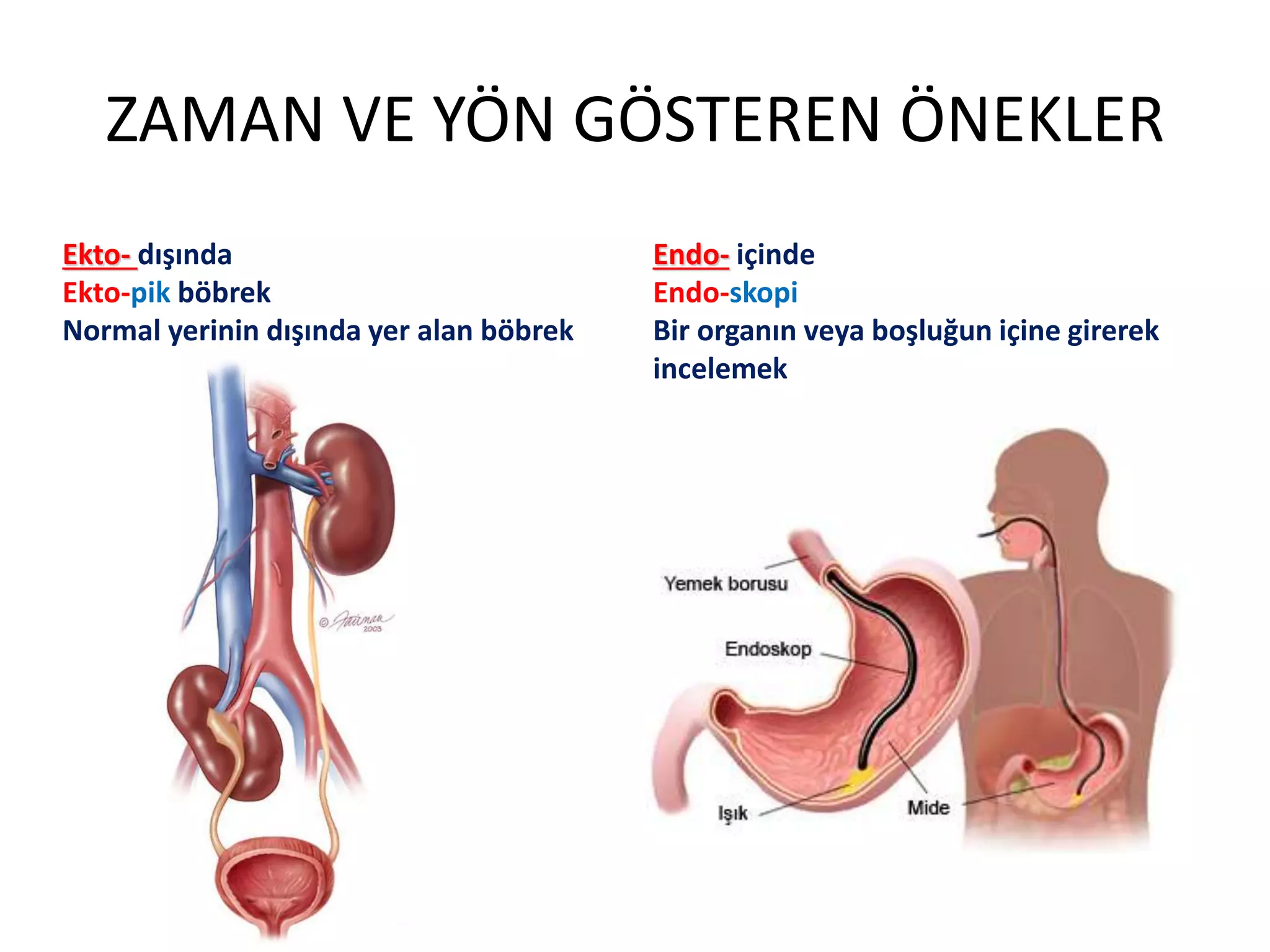 ZAMAN VE YÖN GÖSTEREN ÖNEKLER
Ekto- dışında
Ekto-pik böbrek
Normal yerinin dışında yer alan böbrek
Endo- içinde
Endo-skopi
Bir organın veya boşluğun içine girerek
incelemek
 